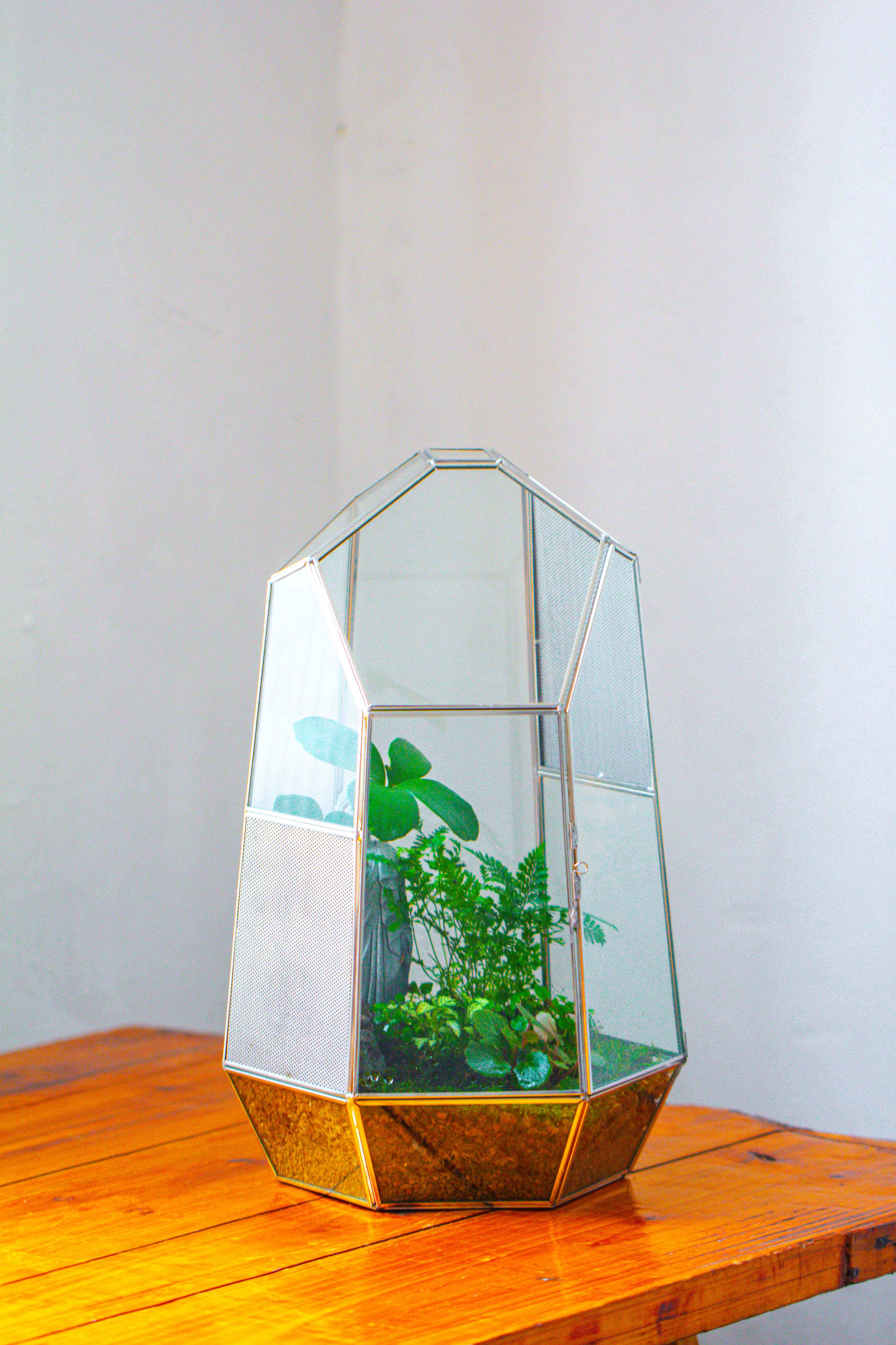 16.1" Large Irregular Geometric Glass Terrarium, Close,  vented Silver, for tropical plants, and large insects - NCYPgarden