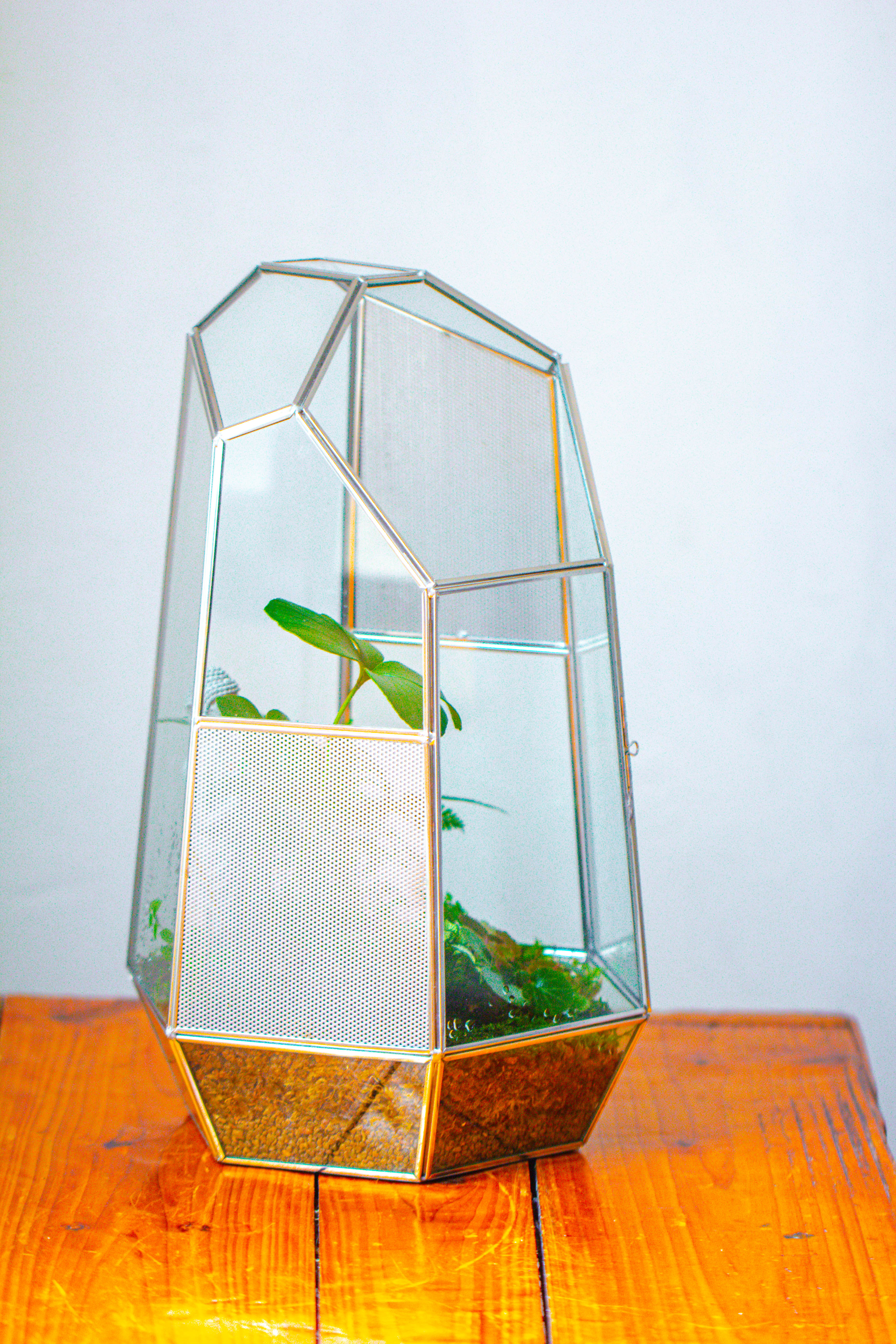 16.1" Large Irregular Geometric Glass Terrarium, Close,  vented Silver, for tropical plants, and large insects - NCYPgarden
