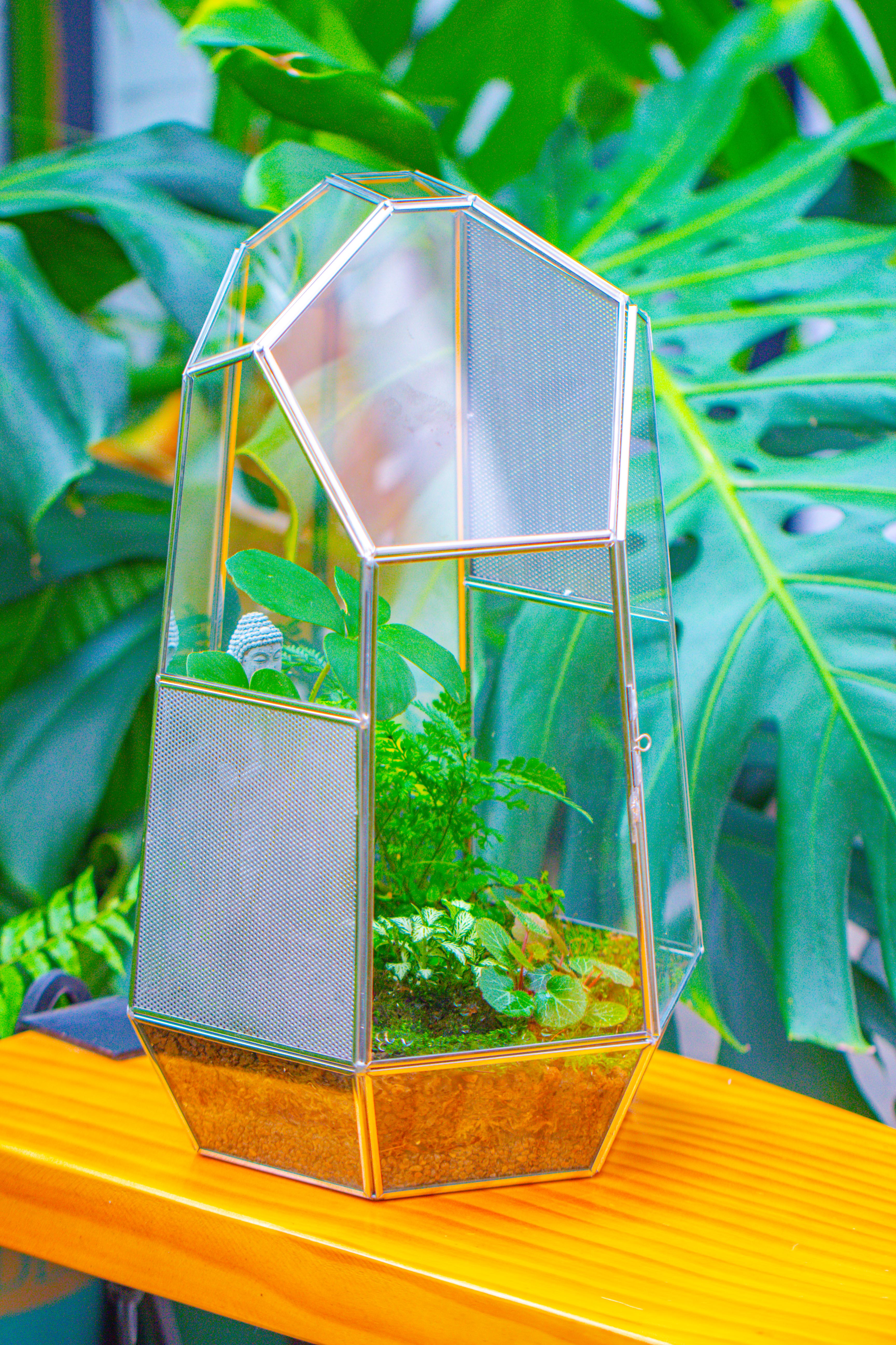16.1" Large Irregular Geometric Glass Terrarium, Close,  vented Silver, for tropical plants, and large insects - NCYPgarden