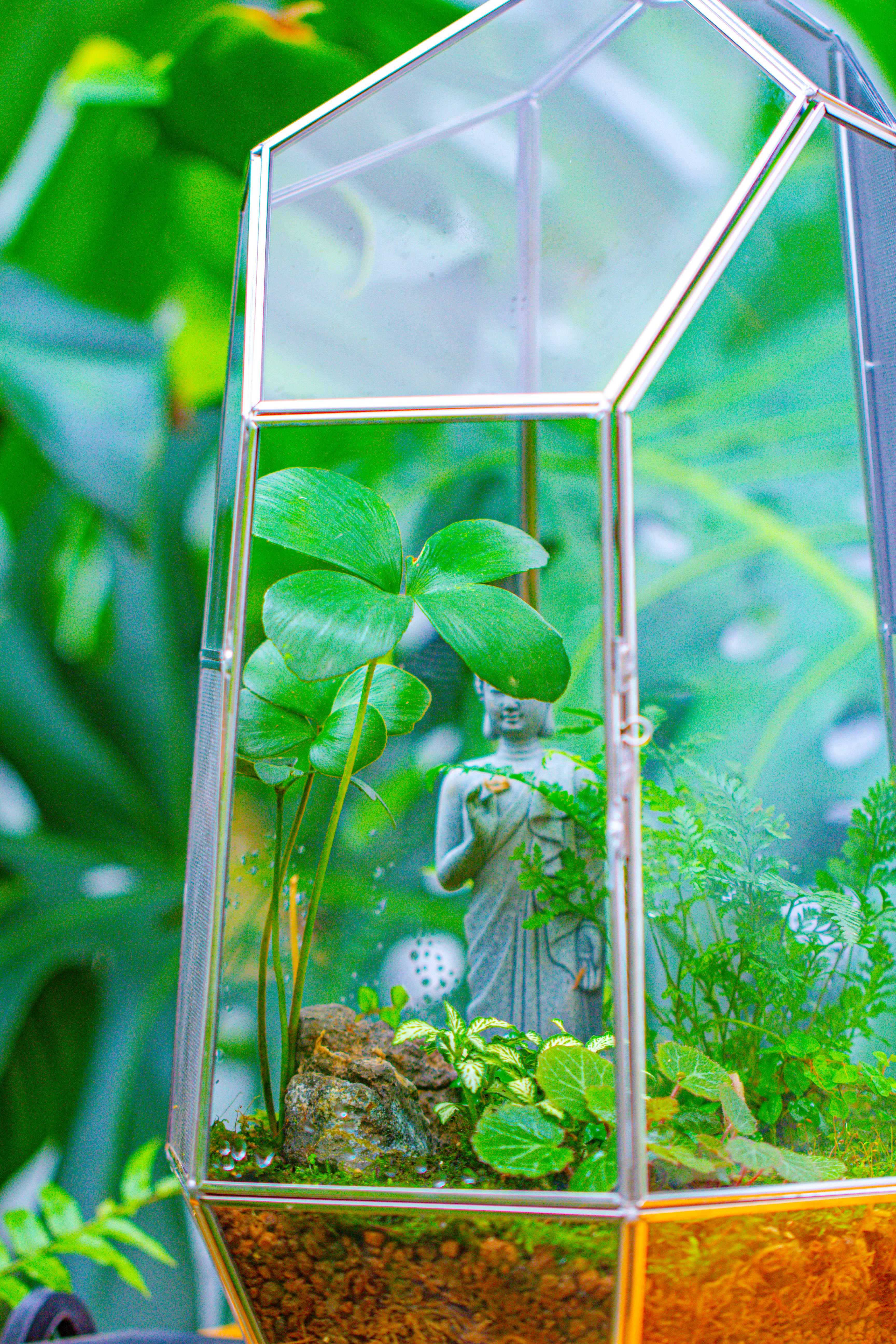 16.1" Large Irregular Geometric Glass Terrarium, Close,  vented Silver, for tropical plants, and large insects - NCYPgarden