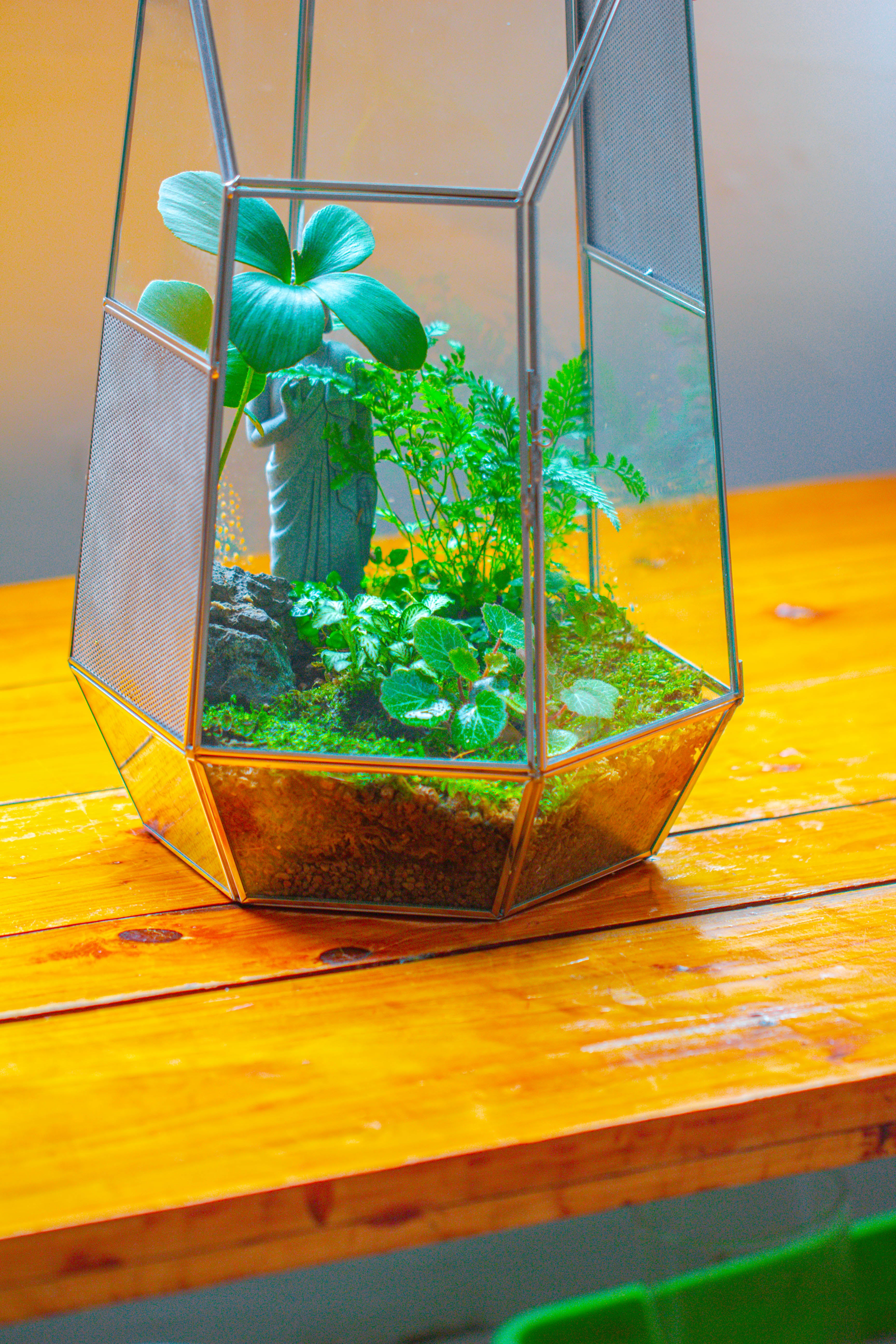 16.1" Large Irregular Geometric Glass Terrarium, Close,  vented Silver, for tropical plants, and large insects - NCYPgarden