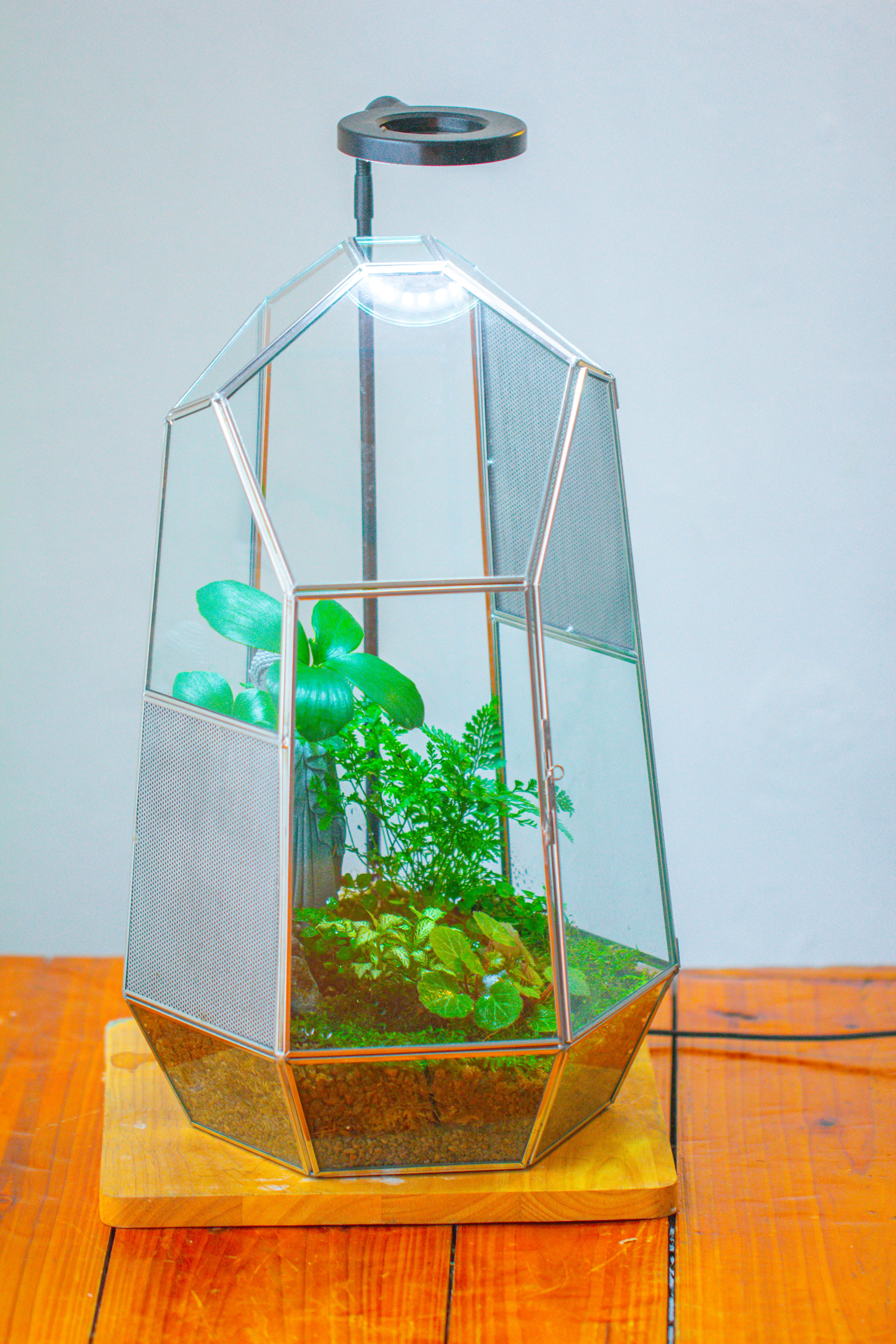 16.1" Large Irregular Geometric Glass Terrarium, Close,  vented Silver, for tropical plants, and large insects - NCYPgarden