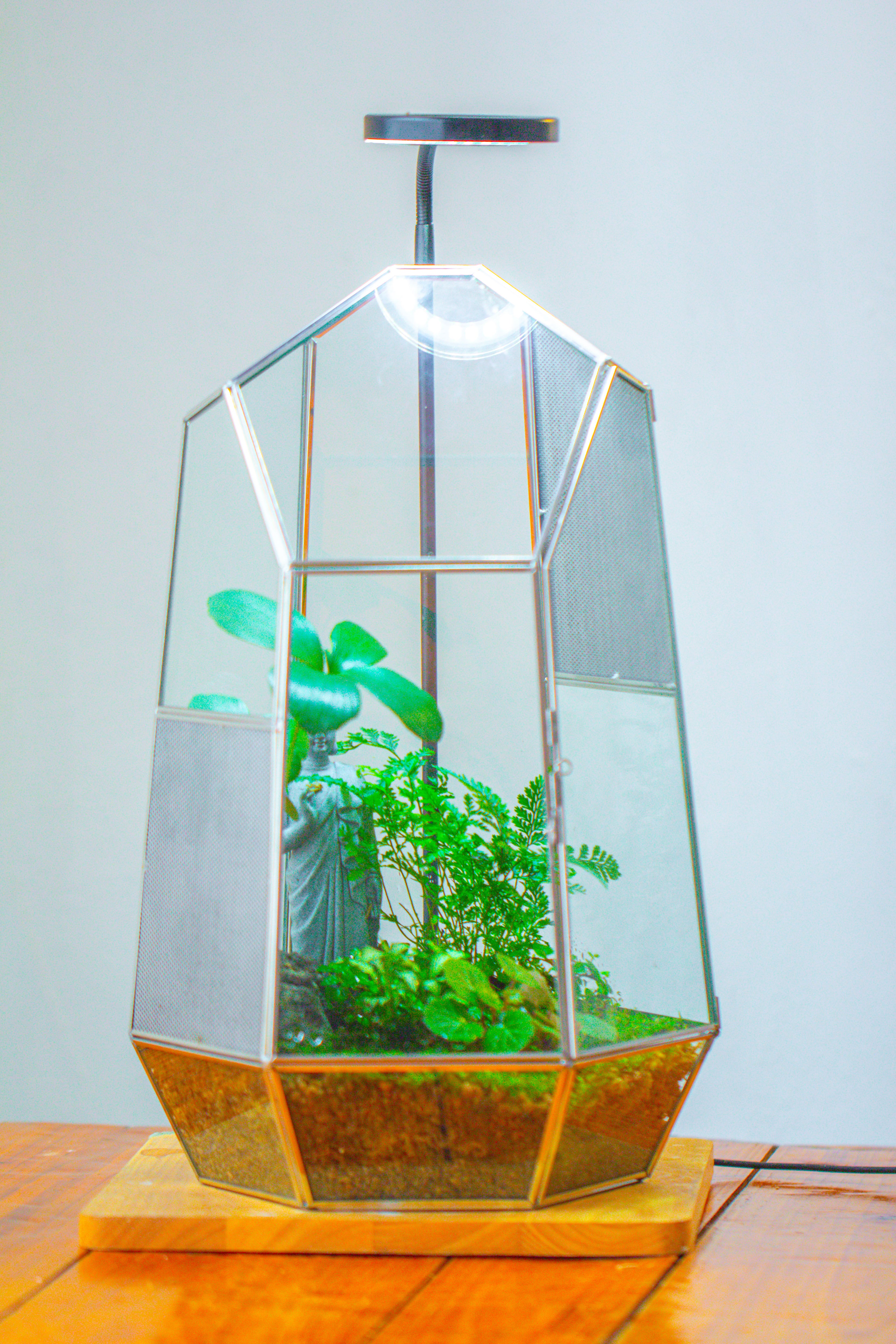 16.1" Large Irregular Geometric Glass Terrarium, Close,  vented Silver, for tropical plants, and large insects - NCYPgarden