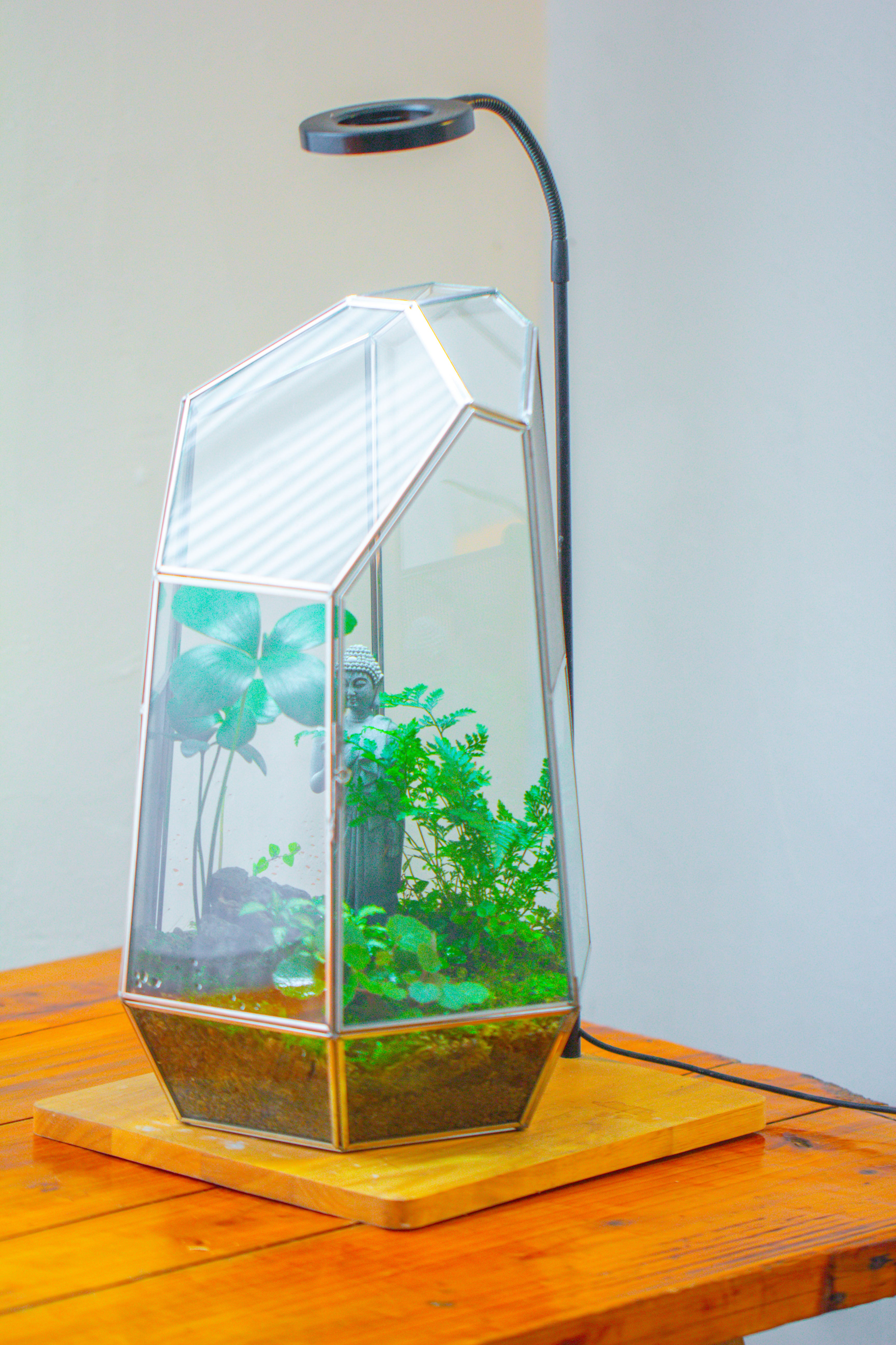 16.1" Large Irregular Geometric Glass Terrarium, Close,  vented Silver, for tropical plants, and large insects - NCYPgarden