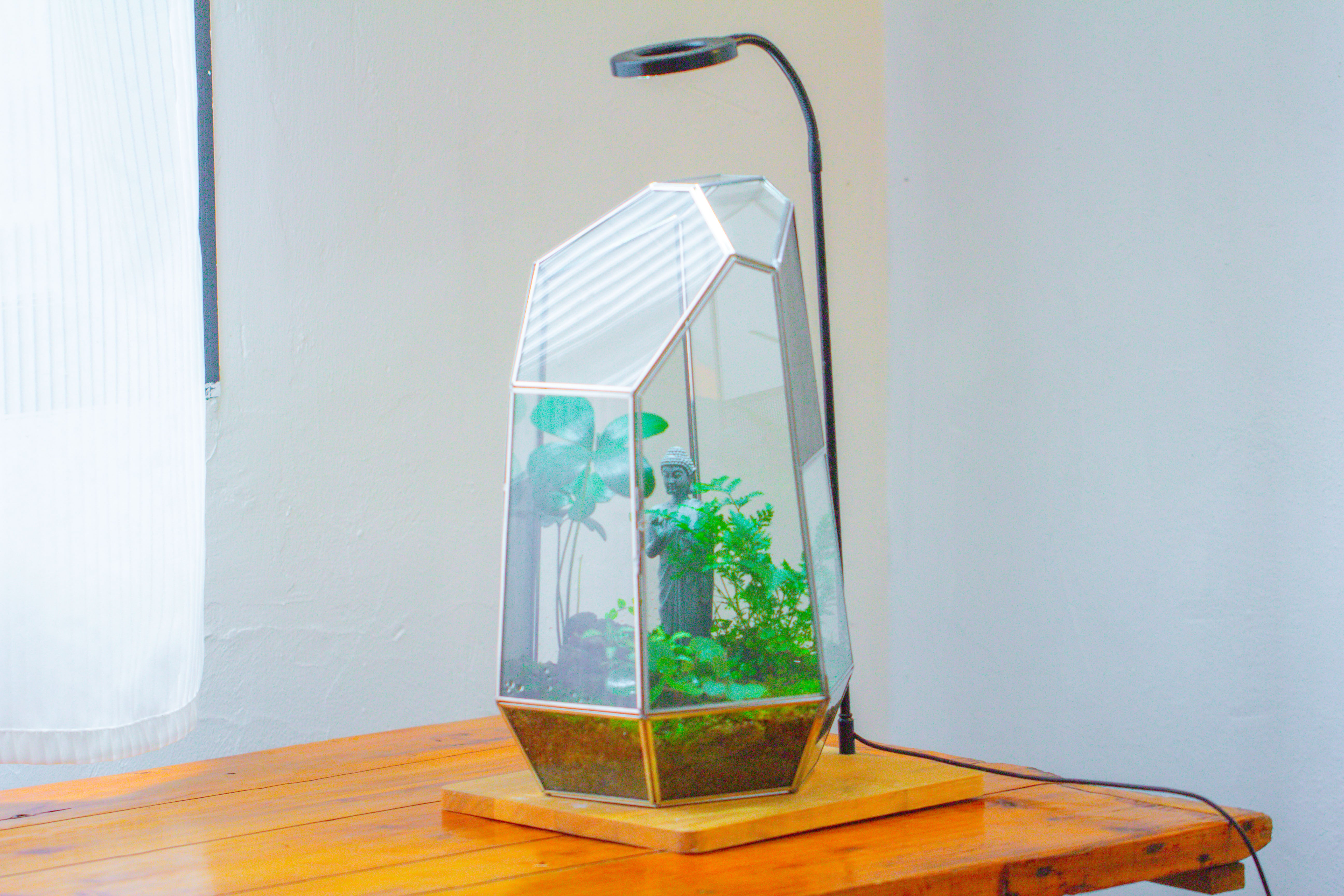 16.1" Large Irregular Geometric Glass Terrarium, Close,  vented Silver, for tropical plants, and large insects - NCYPgarden