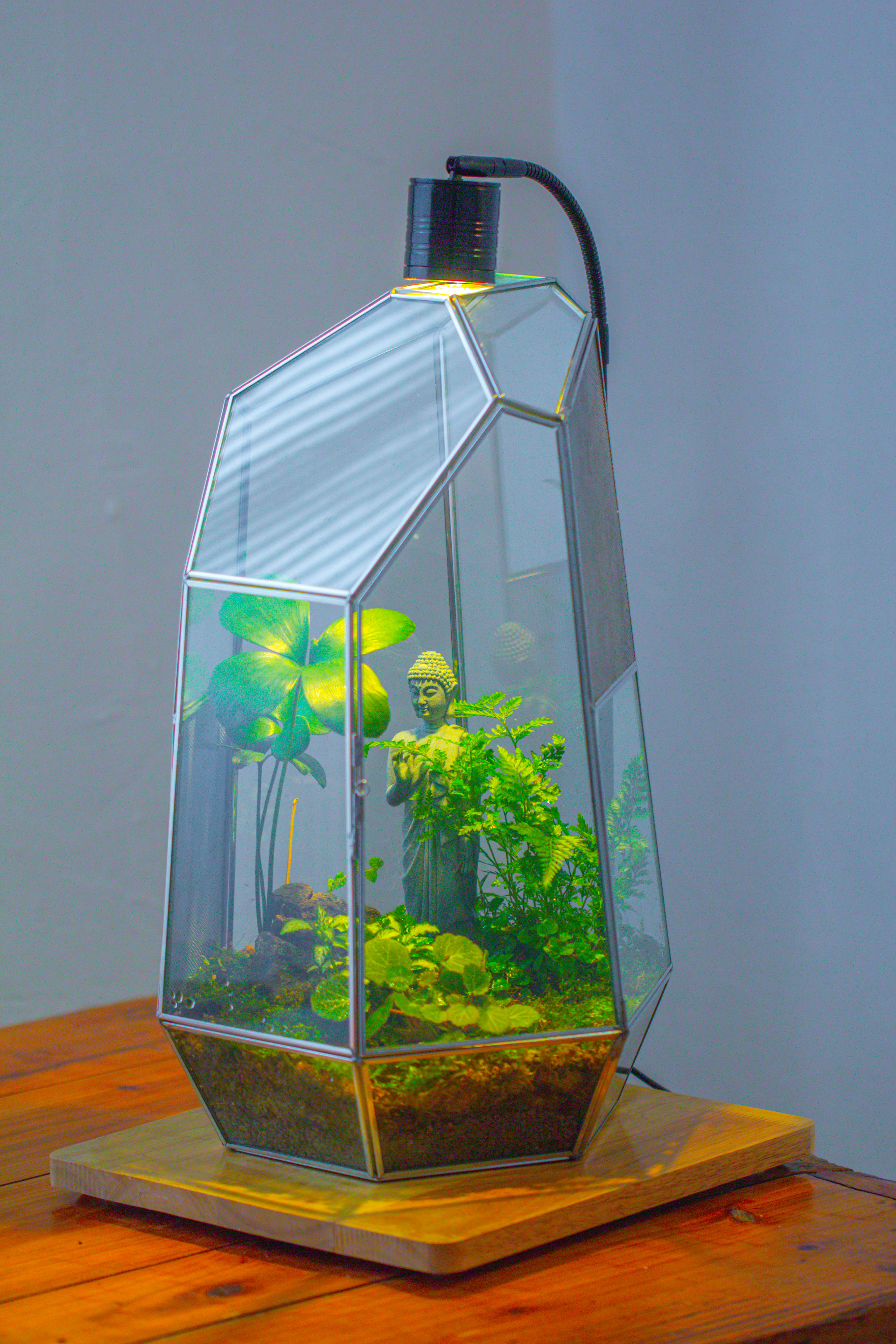 16.1" Large Irregular Geometric Glass Terrarium, Close,  vented Silver, for tropical plants, and large insects - NCYPgarden