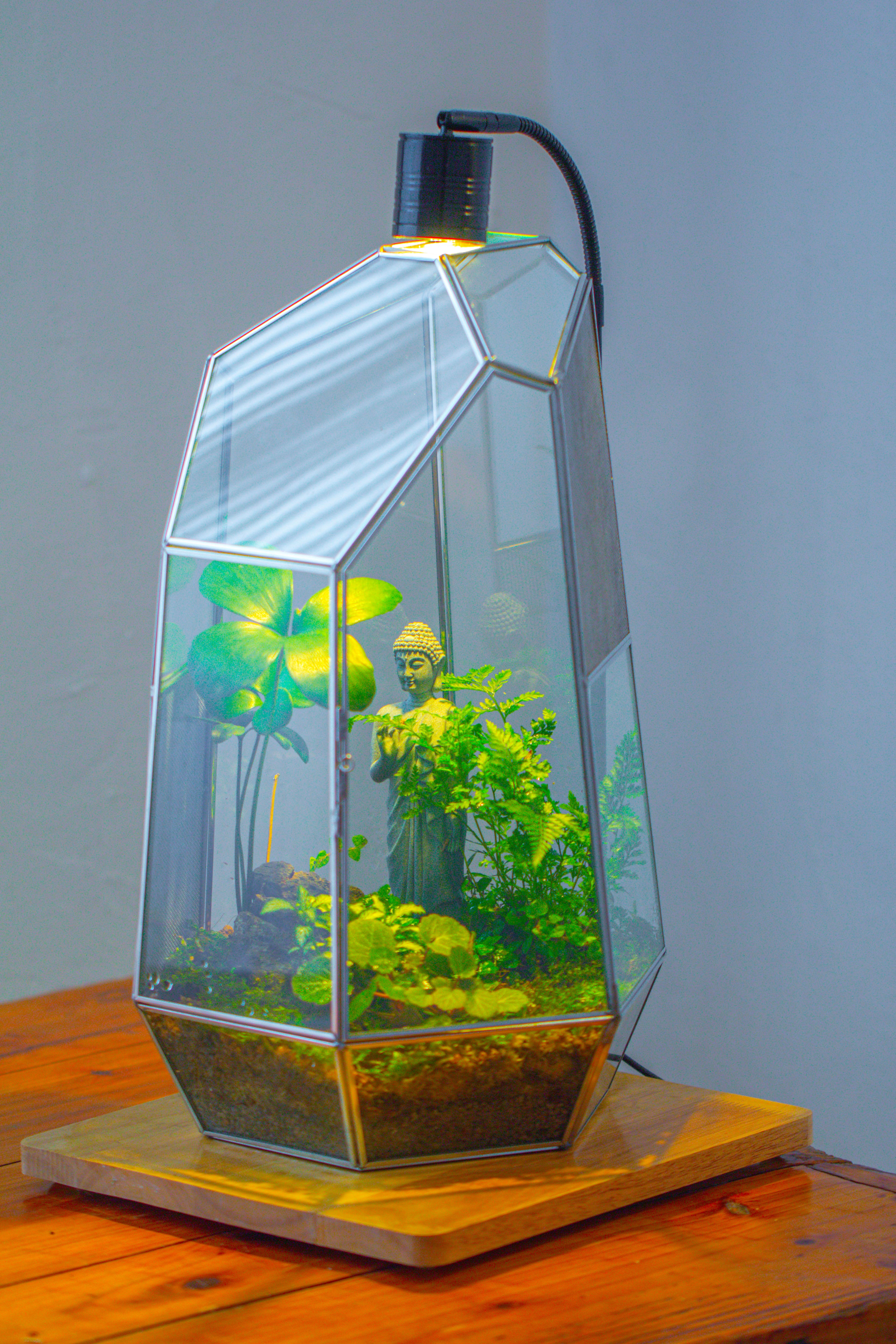 16.1" Large Irregular Geometric Glass Terrarium, Close,  vented Silver, for tropical plants, and large insects - NCYPgarden