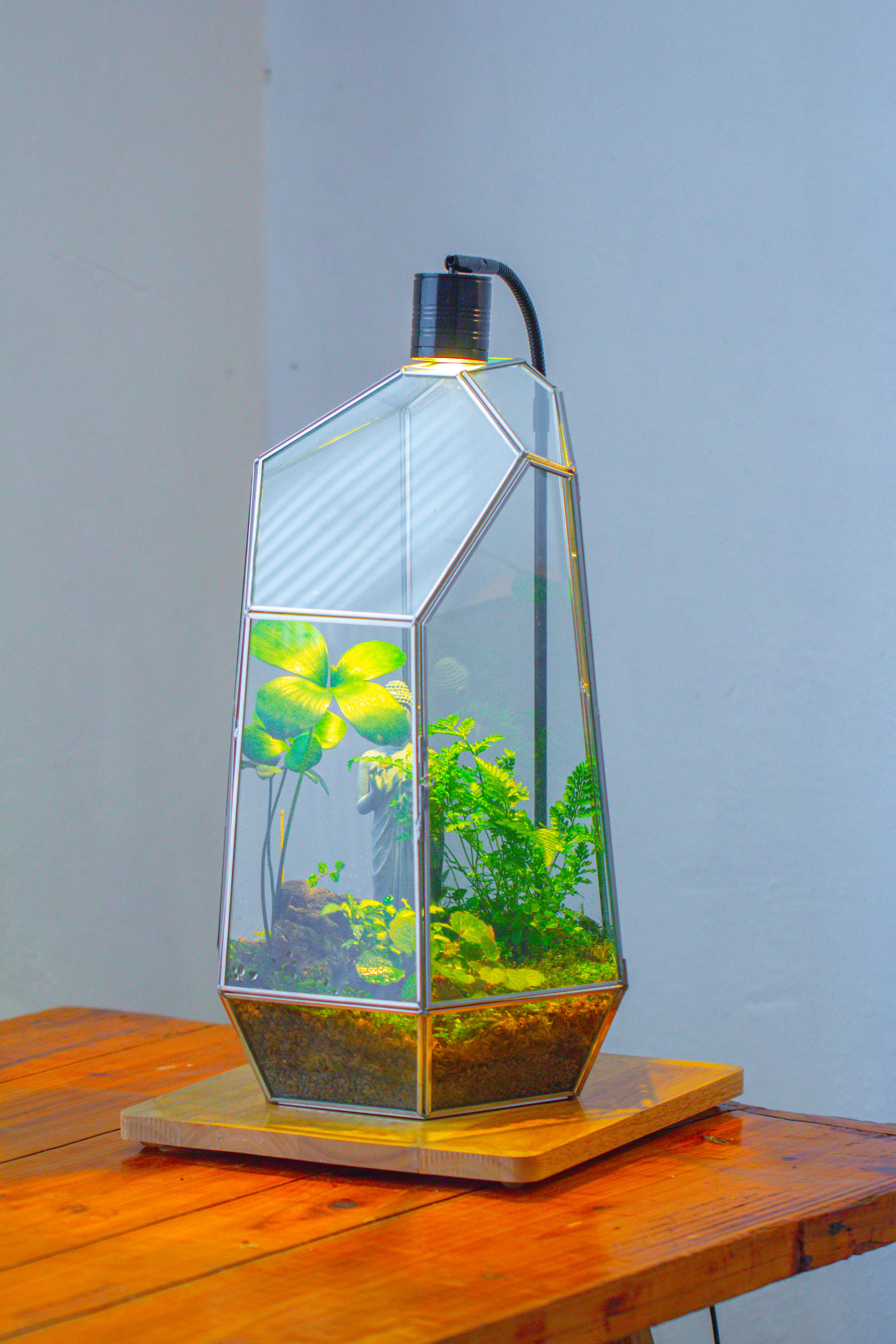 16.1" Large Irregular Geometric Glass Terrarium, Close,  vented Silver, for tropical plants, and large insects - NCYPgarden