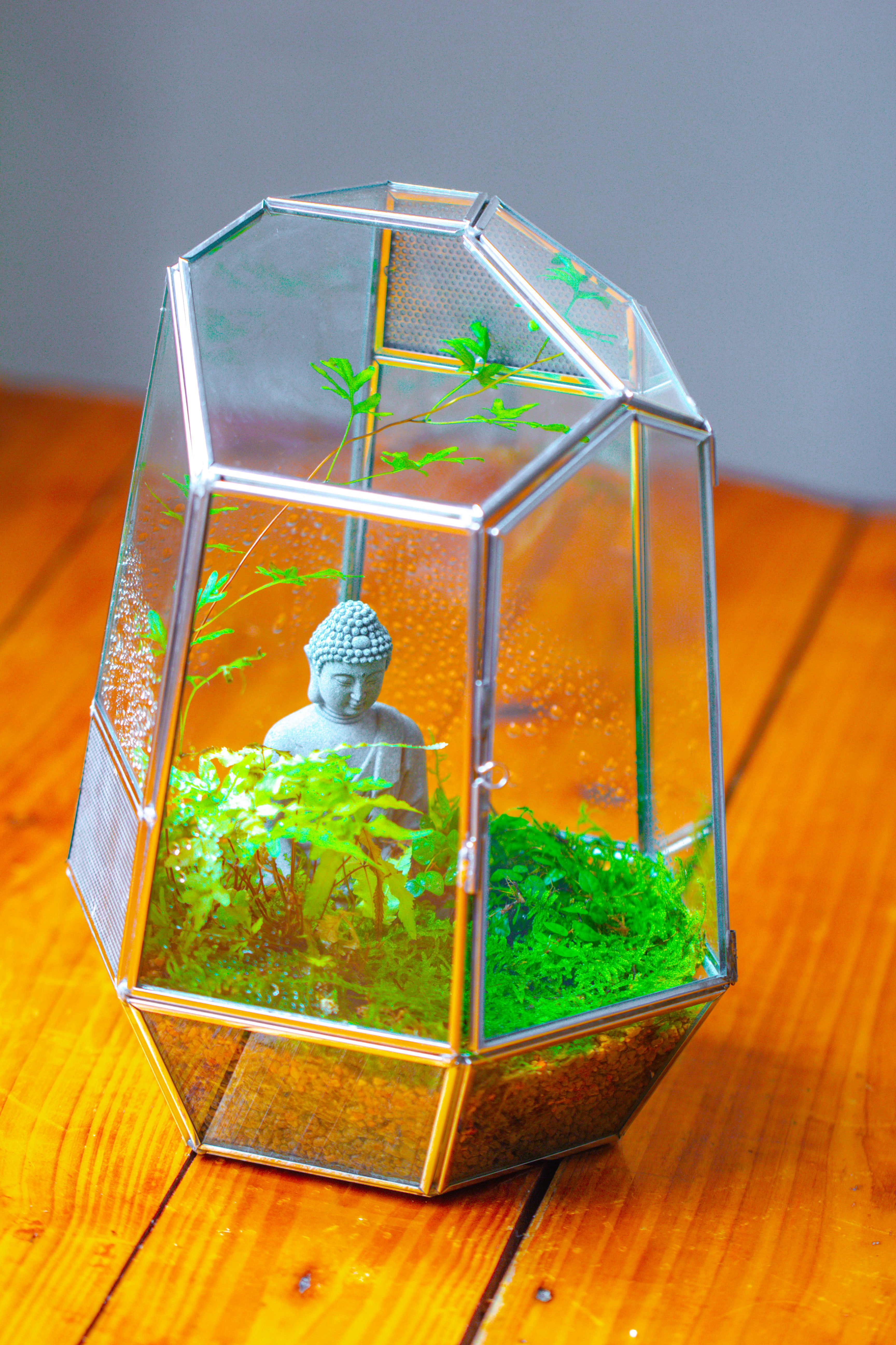 Silver 9.8" Irregular Geometric Glass Terrarium, Close, well vented, for tropical plants, and insects - NCYPgarden