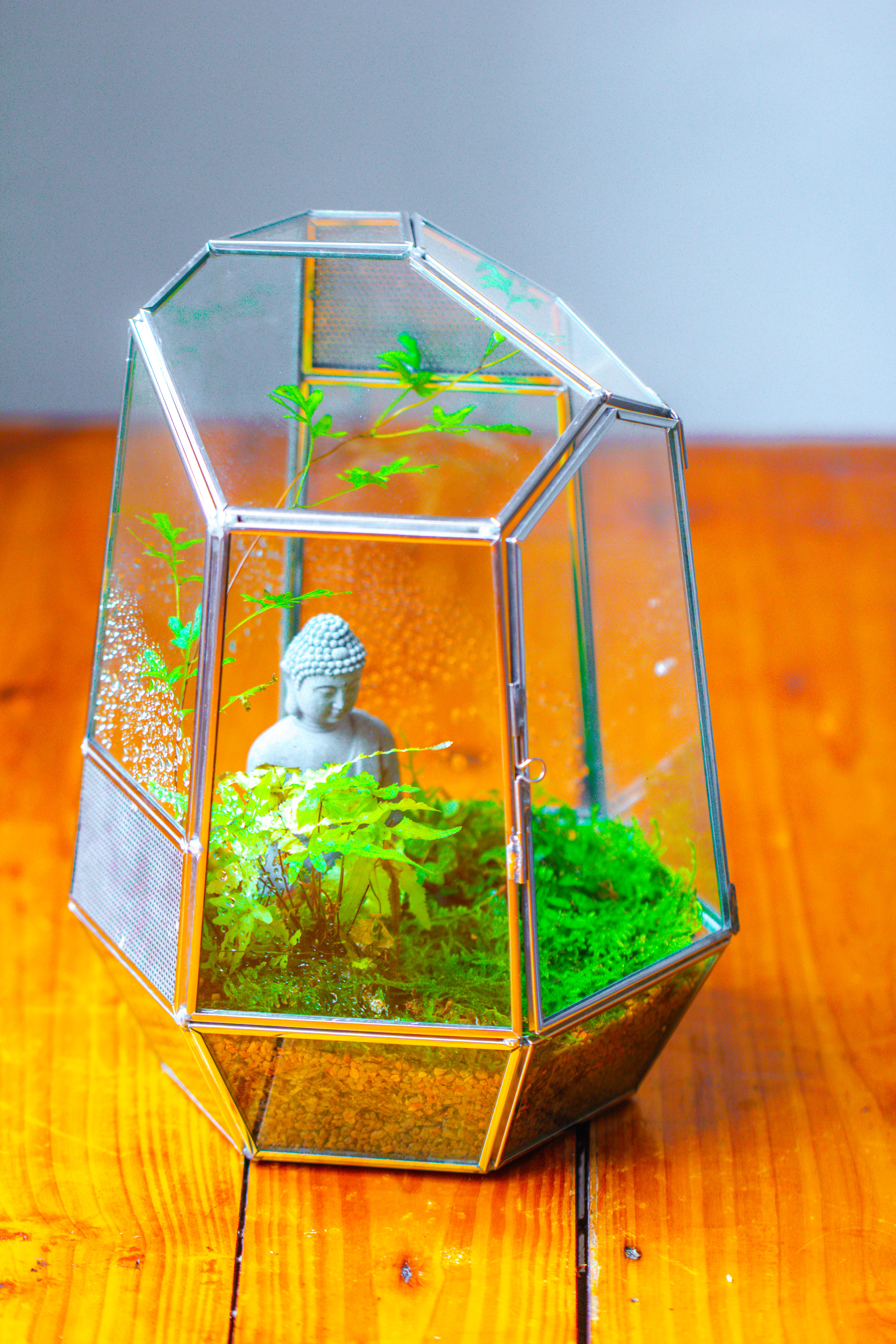 Silver 9.8" Irregular Geometric Glass Terrarium, Close, well vented, for tropical plants, and insects - NCYPgarden