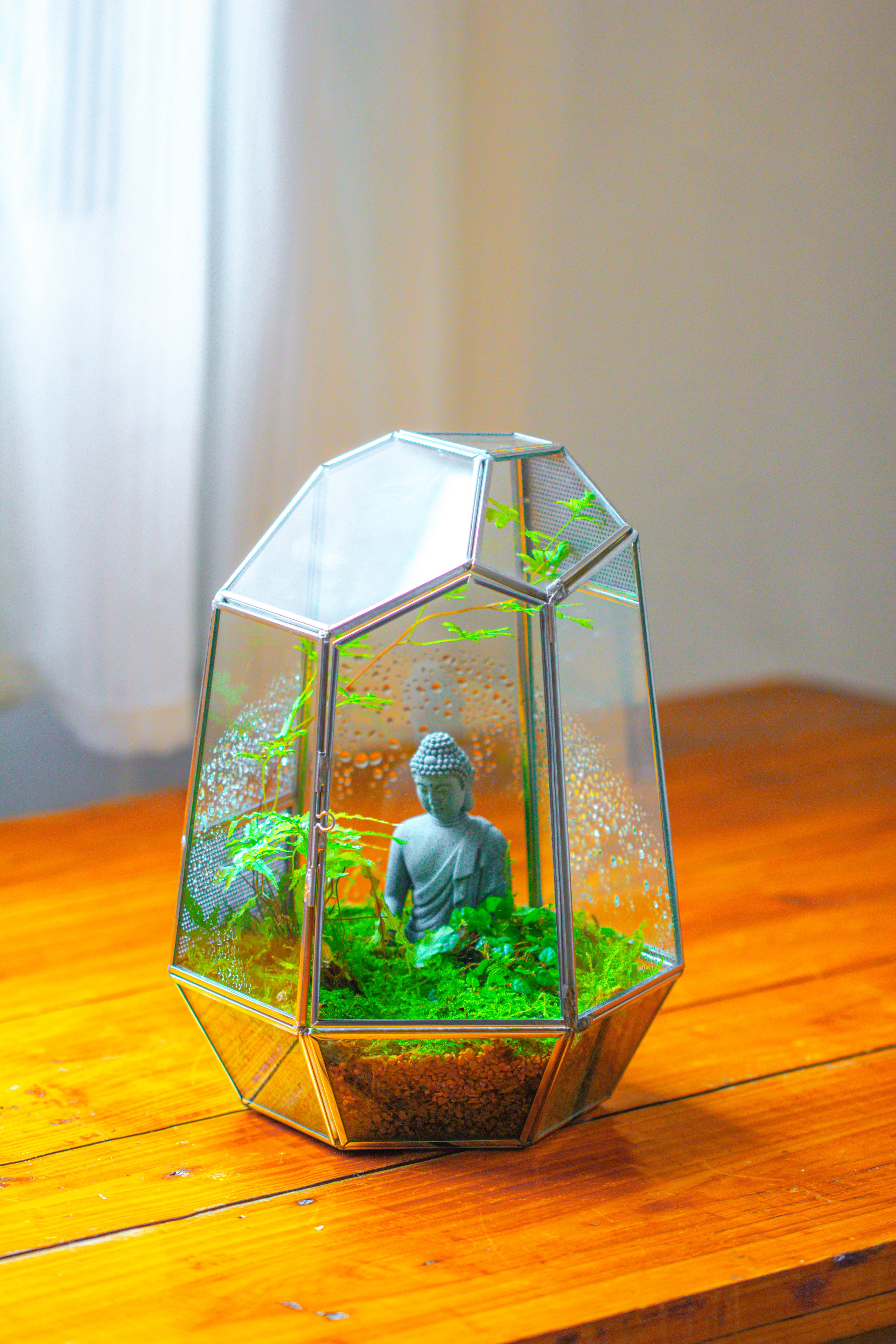 Silver 9.8" Irregular Geometric Glass Terrarium, Close, well vented, for tropical plants, and insects - NCYPgarden