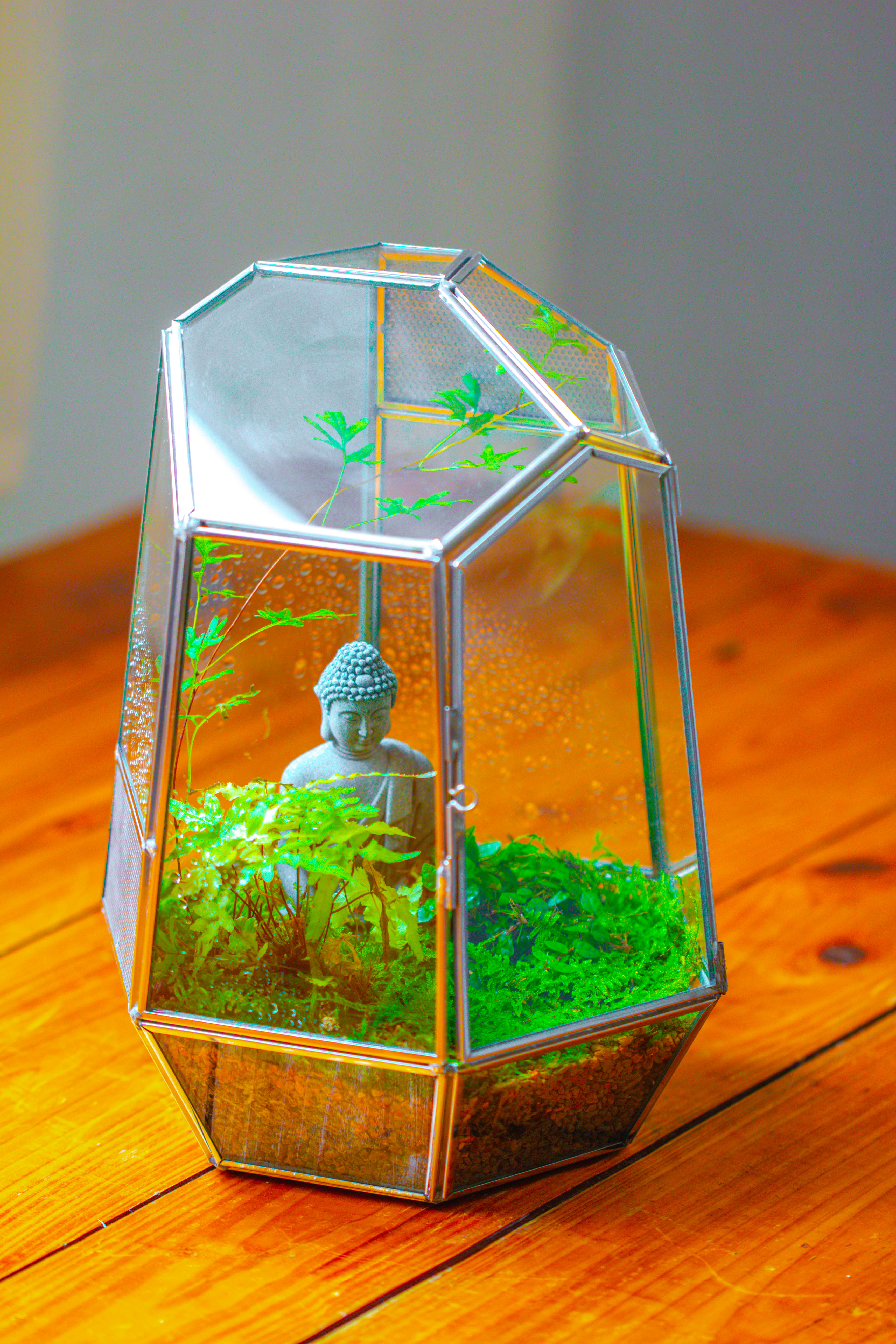 Silver 9.8" Irregular Geometric Glass Terrarium, Close, well vented, for tropical plants, and insects - NCYPgarden