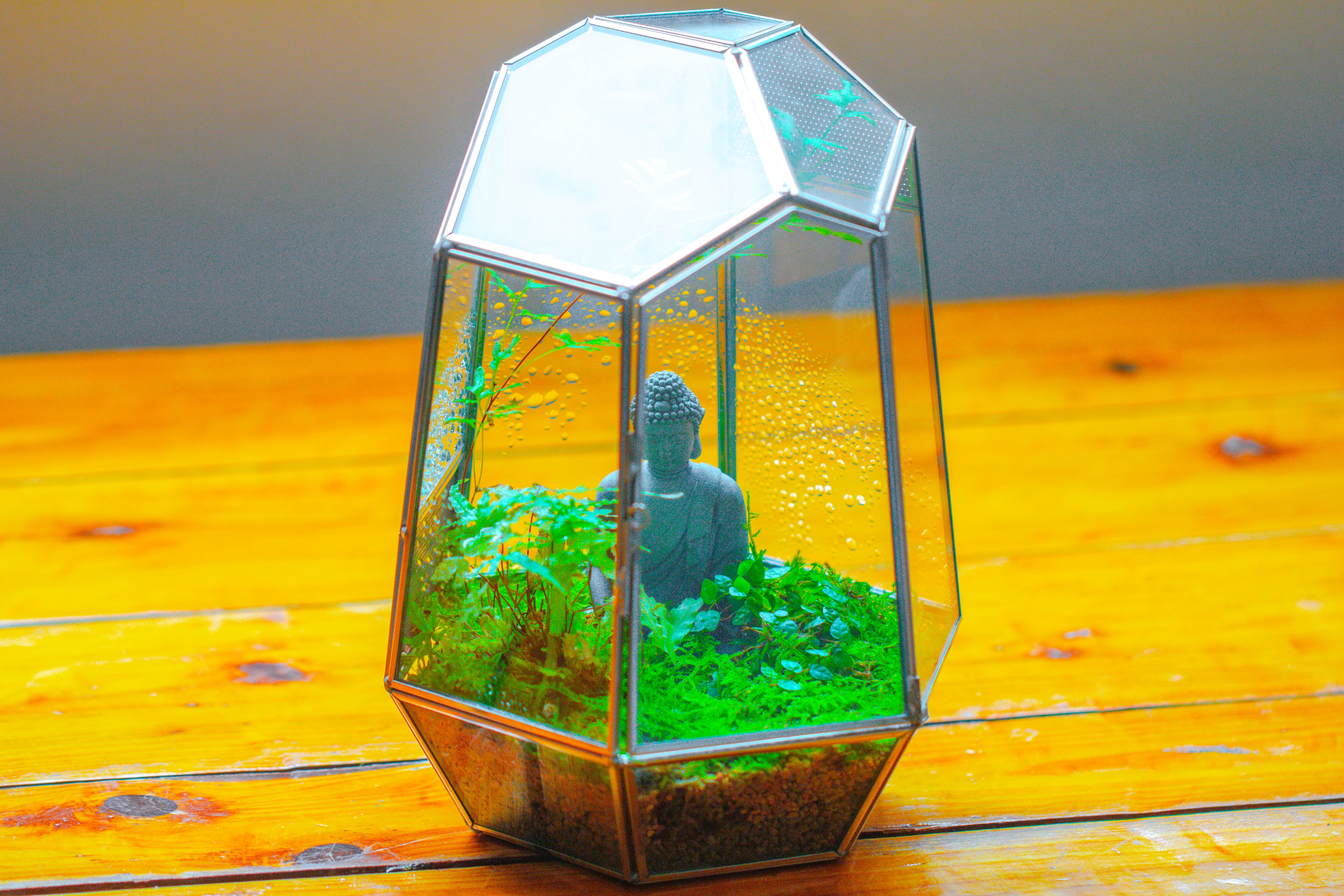 Silver 9.8" Irregular Geometric Glass Terrarium, Close, well vented, for tropical plants, and insects - NCYPgarden