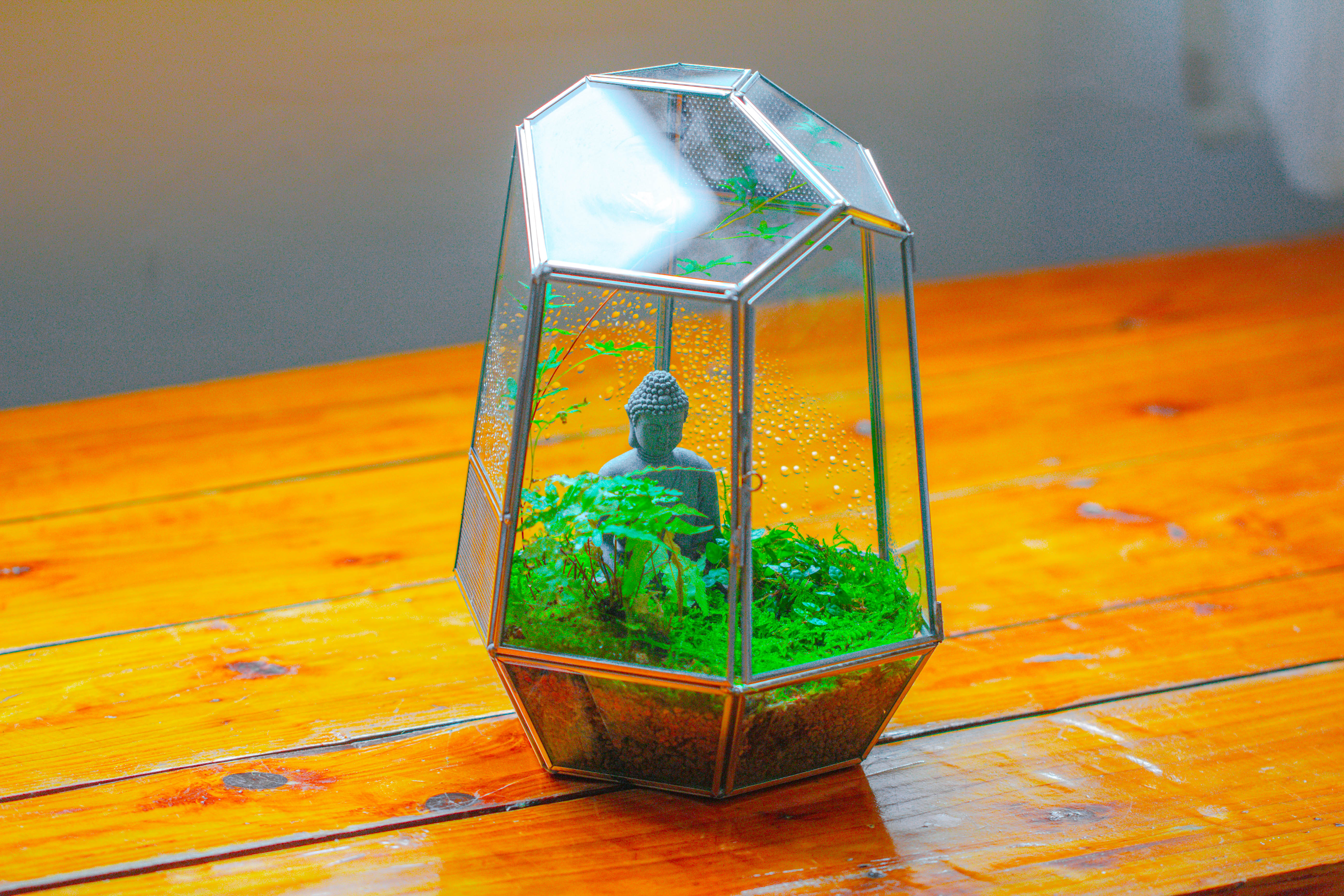 Silver 9.8" Irregular Geometric Glass Terrarium, Close, well vented, for tropical plants, and insects - NCYPgarden