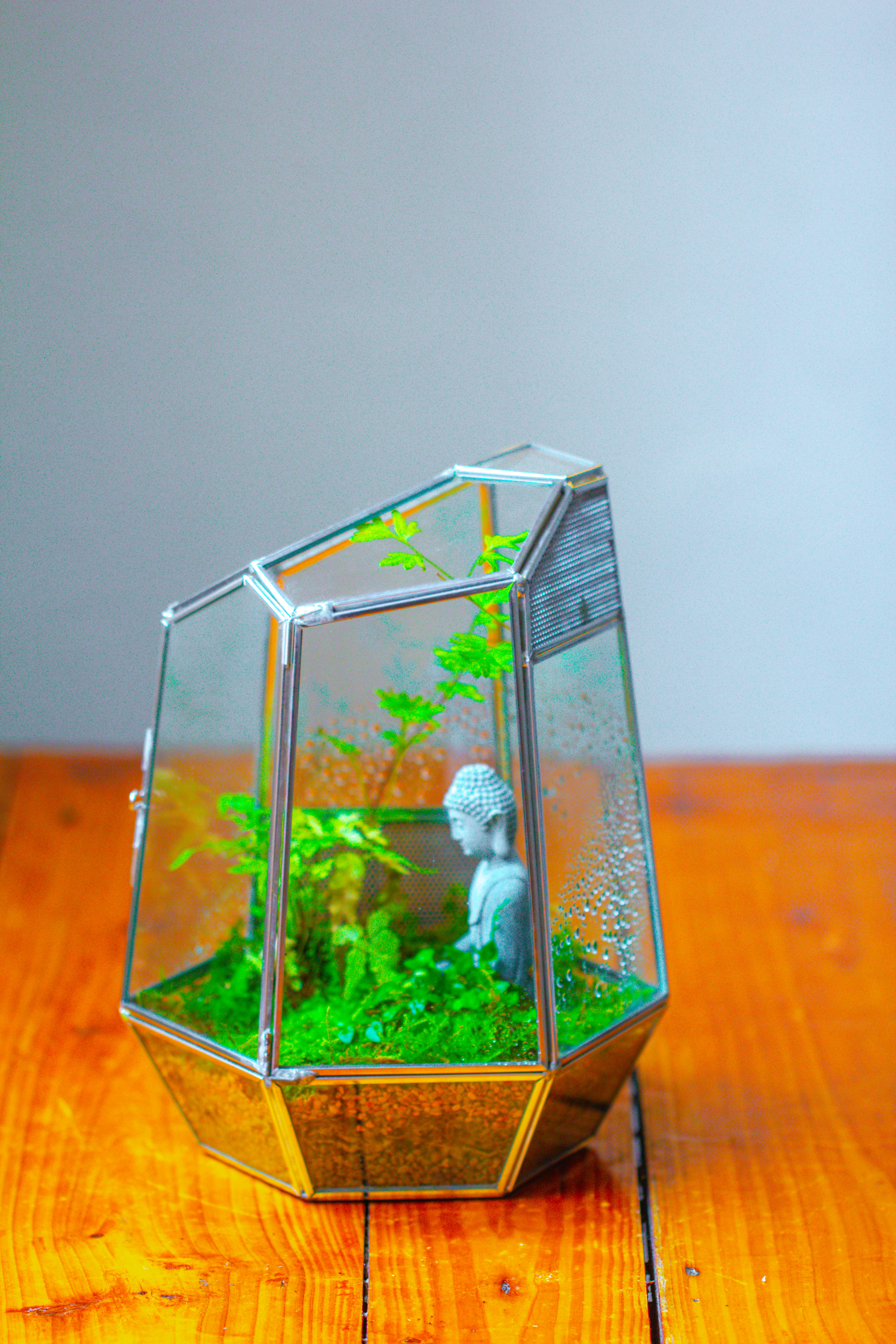 Silver 9.8" Irregular Geometric Glass Terrarium, Close, well vented, for tropical plants, and insects - NCYPgarden