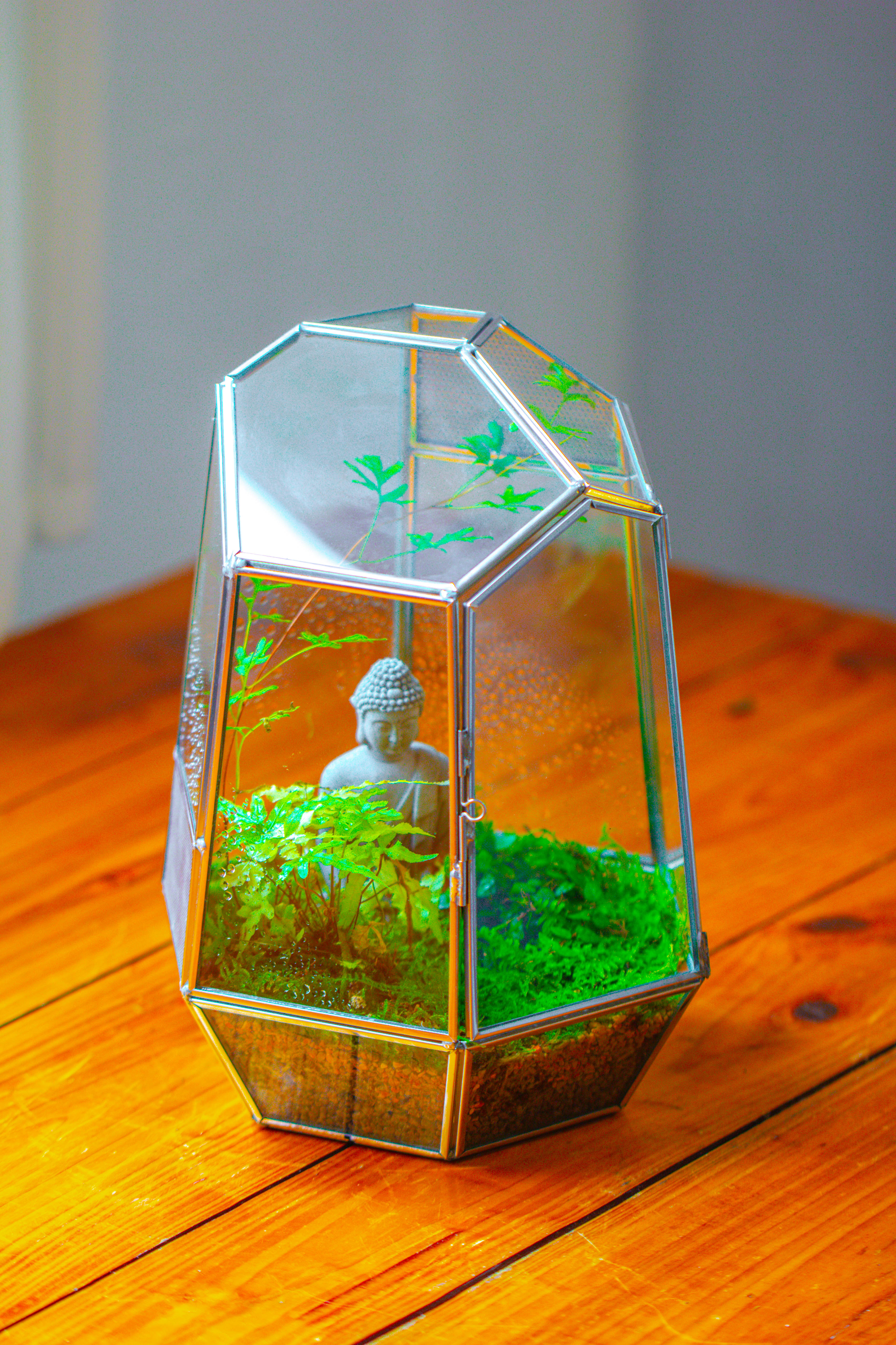 Silver 9.8" Irregular Geometric Glass Terrarium, Close, well vented, for tropical plants, and insects - NCYPgarden