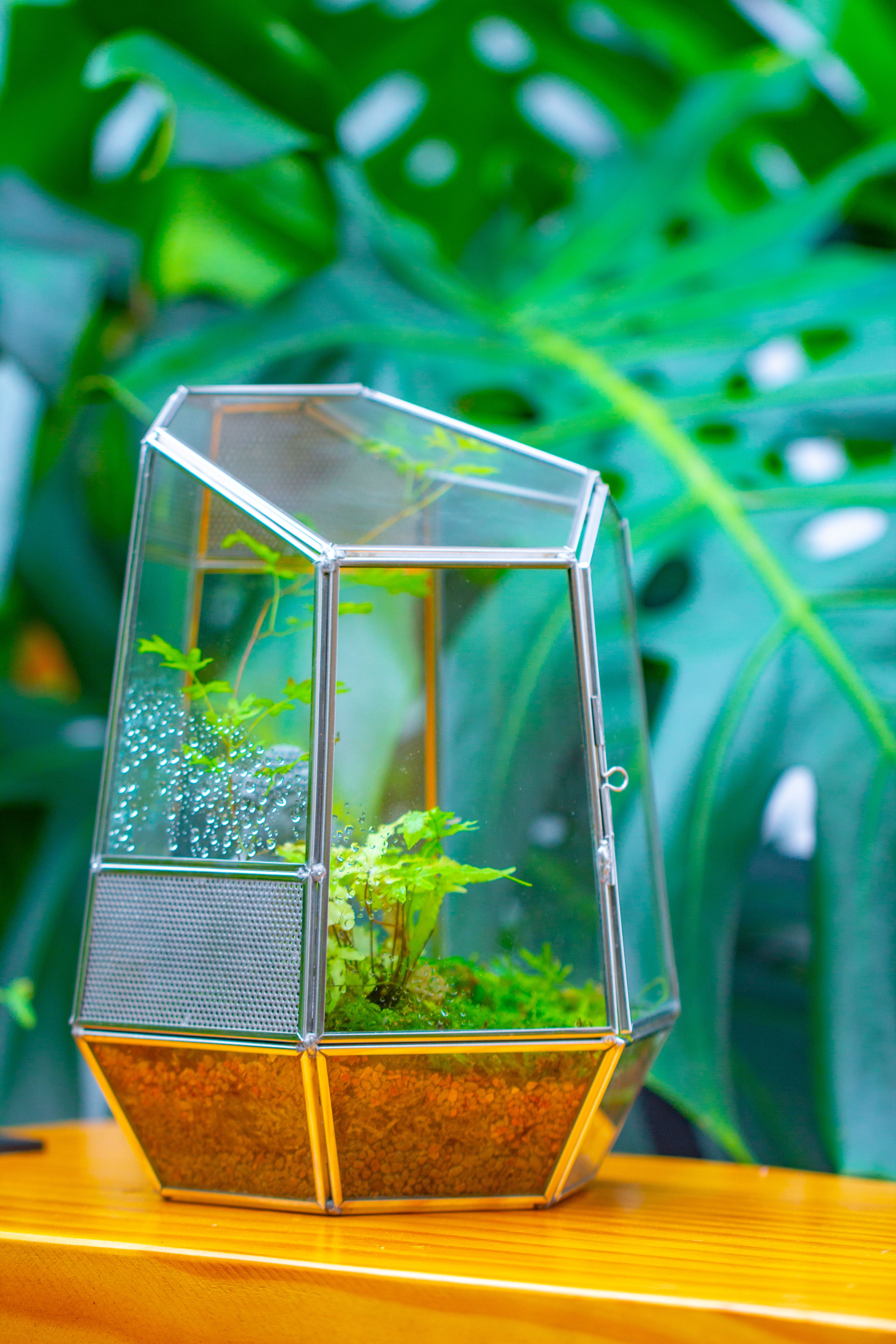 Silver 9.8" Irregular Geometric Glass Terrarium, Close, well vented, for tropical plants, and insects - NCYPgarden