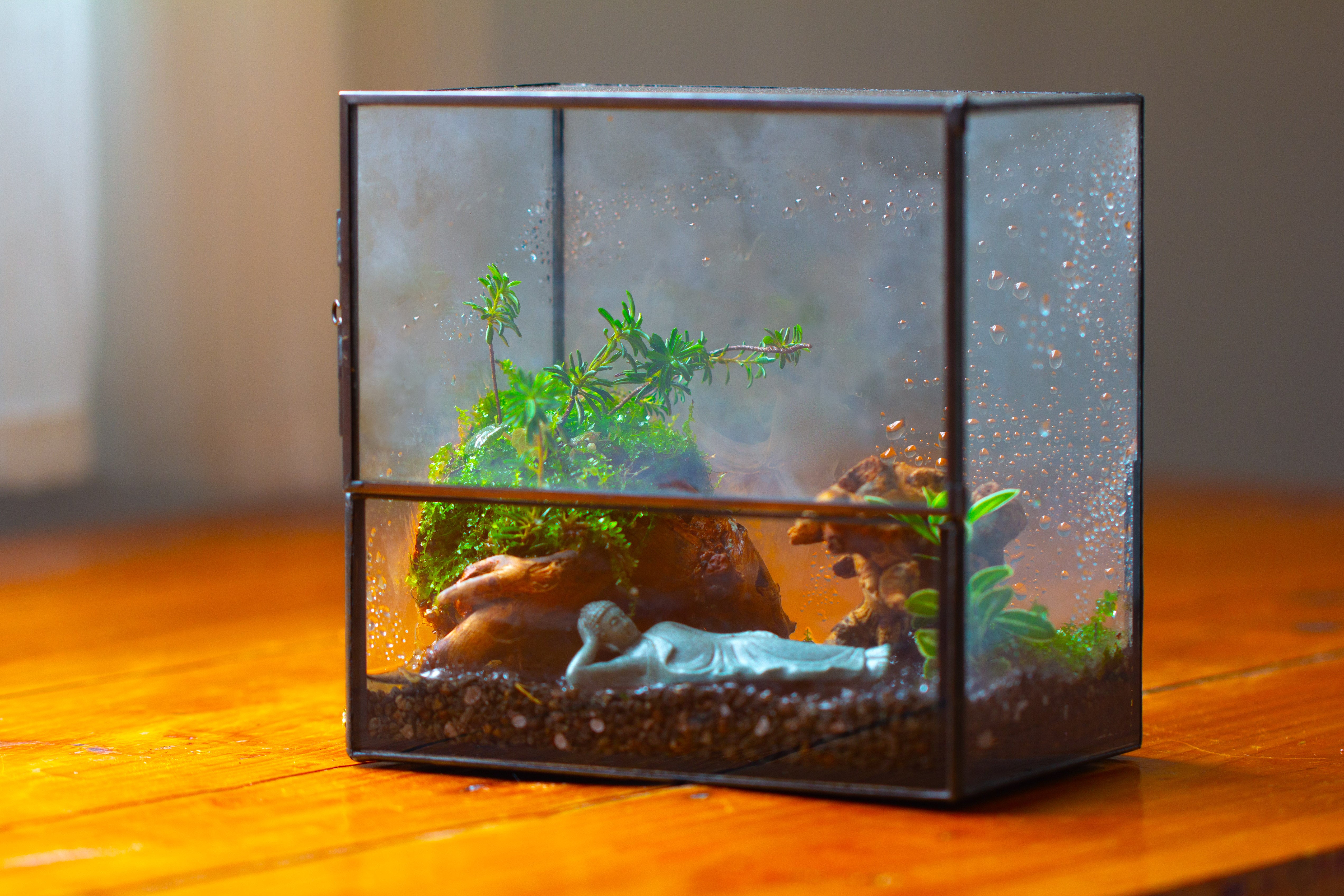 Handmade 7x7 Inches Watertight Glass Terrarium with Door, for moss - NCYPgarden