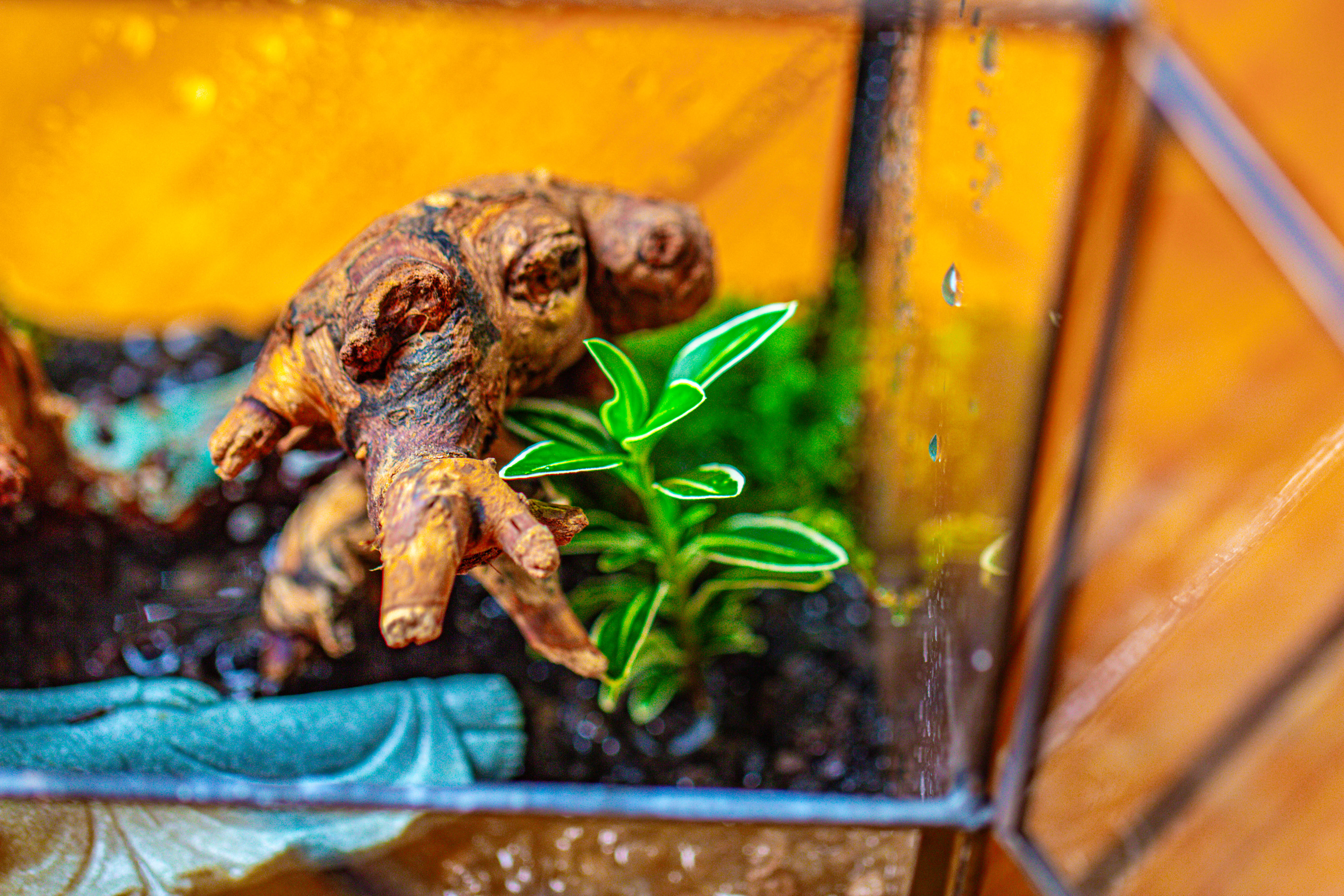 Handmade 7x7 Inches Watertight Glass Terrarium with Door, for moss - NCYPgarden