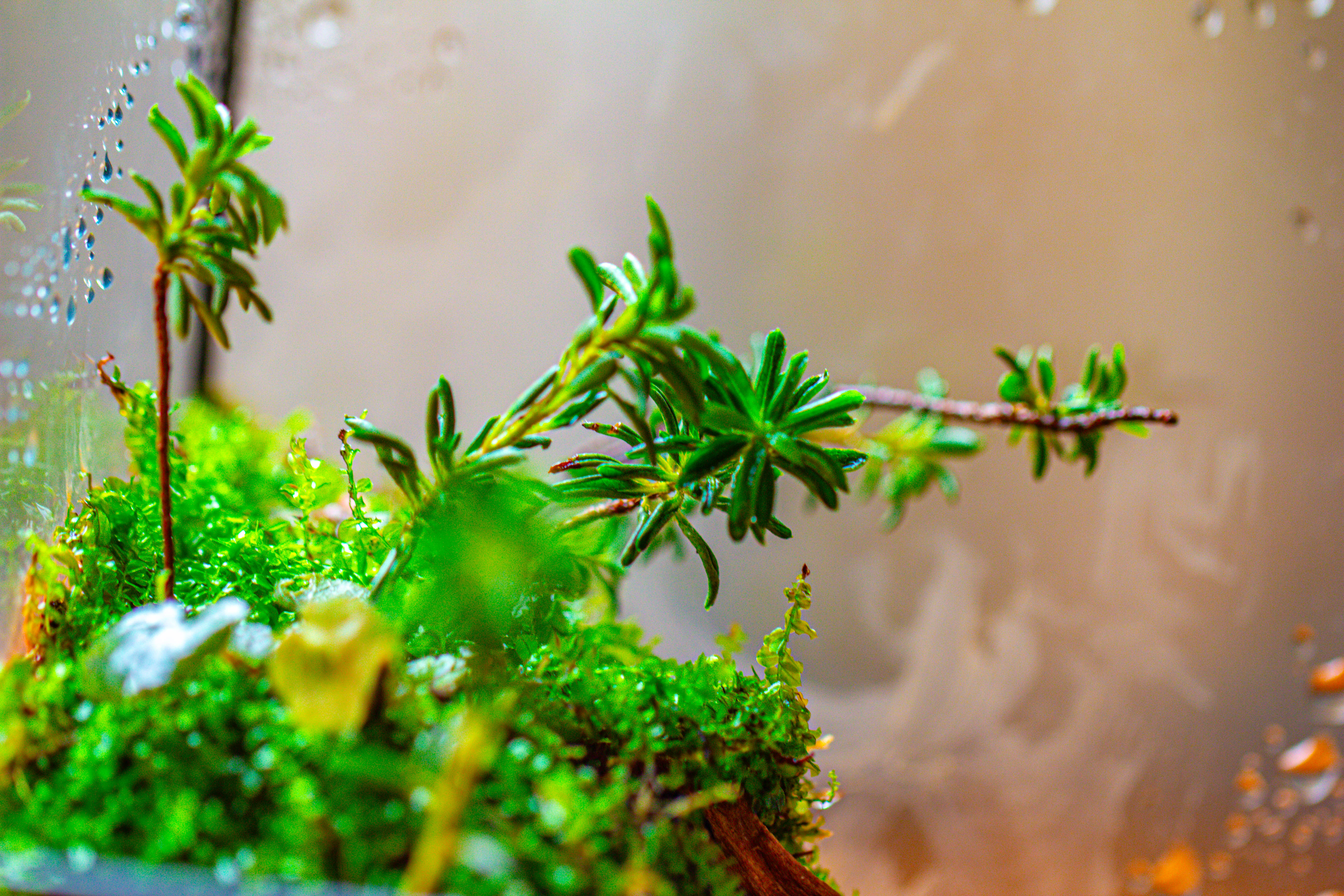 Handmade 7x7 Inches Watertight Glass Terrarium with Door, for moss - NCYPgarden