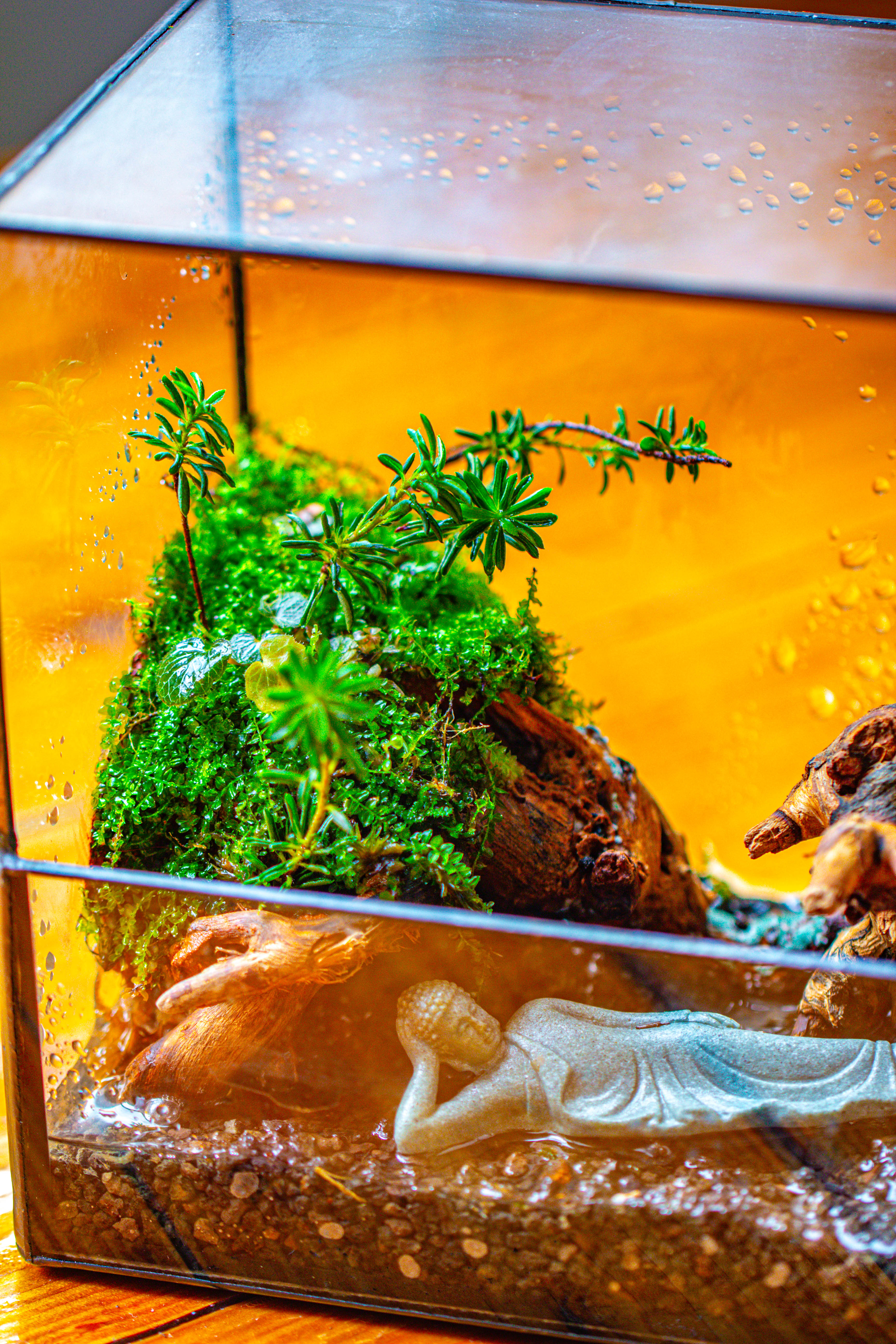 Handmade 7x7 Inches Watertight Glass Terrarium with Door, for moss - NCYPgarden