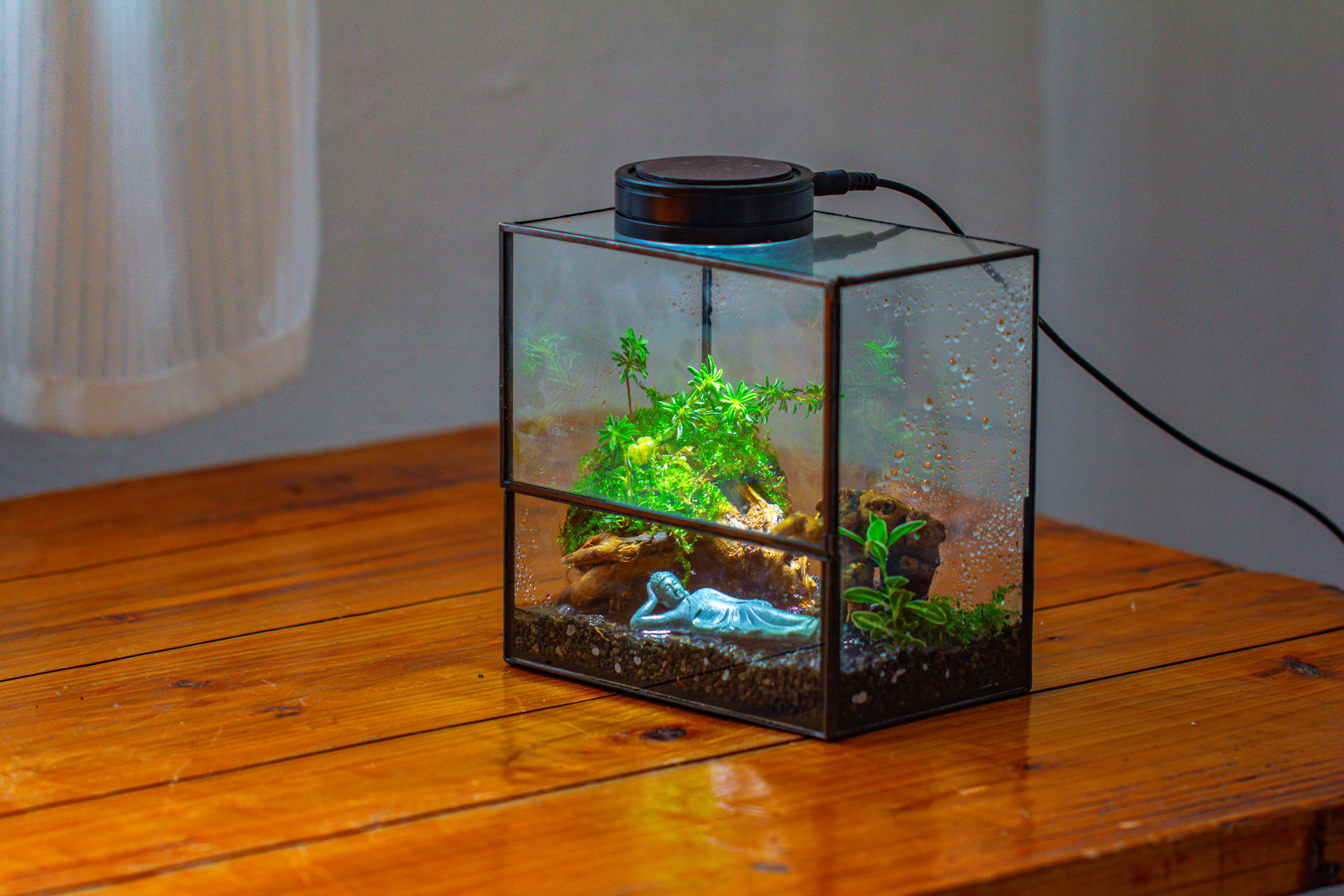 Handmade 7x7 Inches Watertight Glass Terrarium with Door, for moss - NCYPgarden