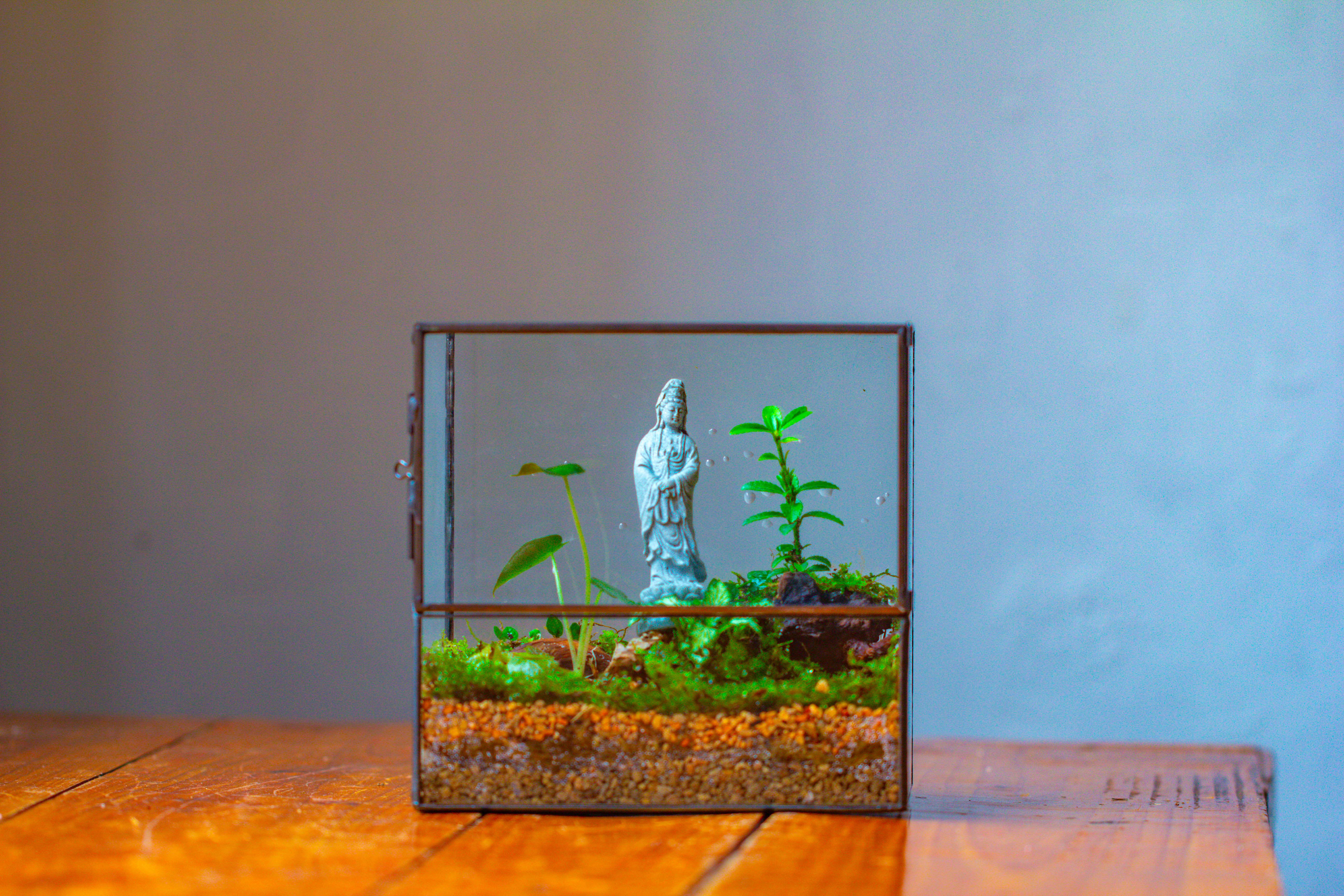 7x7 Inches  Glass Terrarium with Side Door, for moss - NCYPgarden