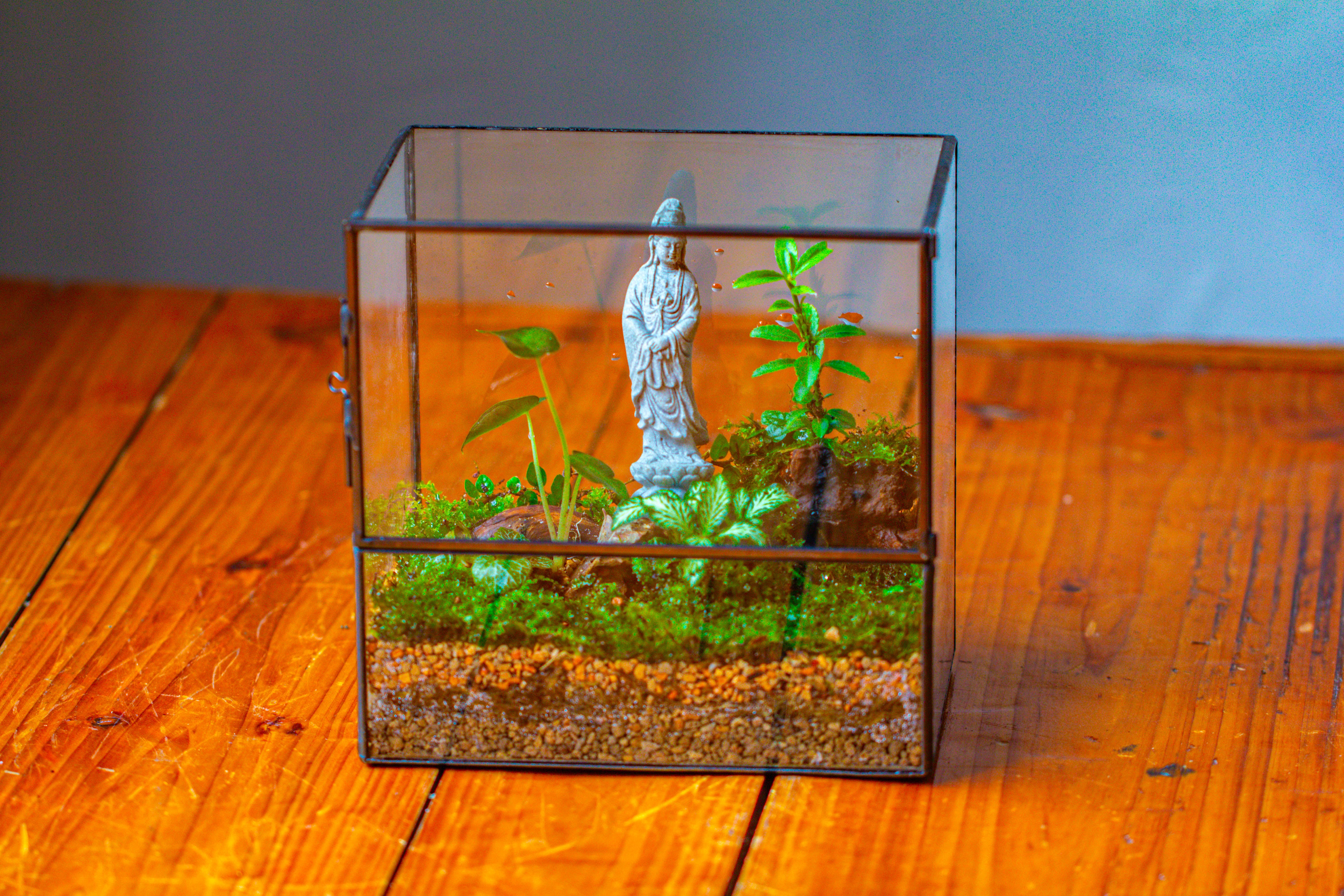7x7 Inches  Glass Terrarium with Side Door, for moss - NCYPgarden