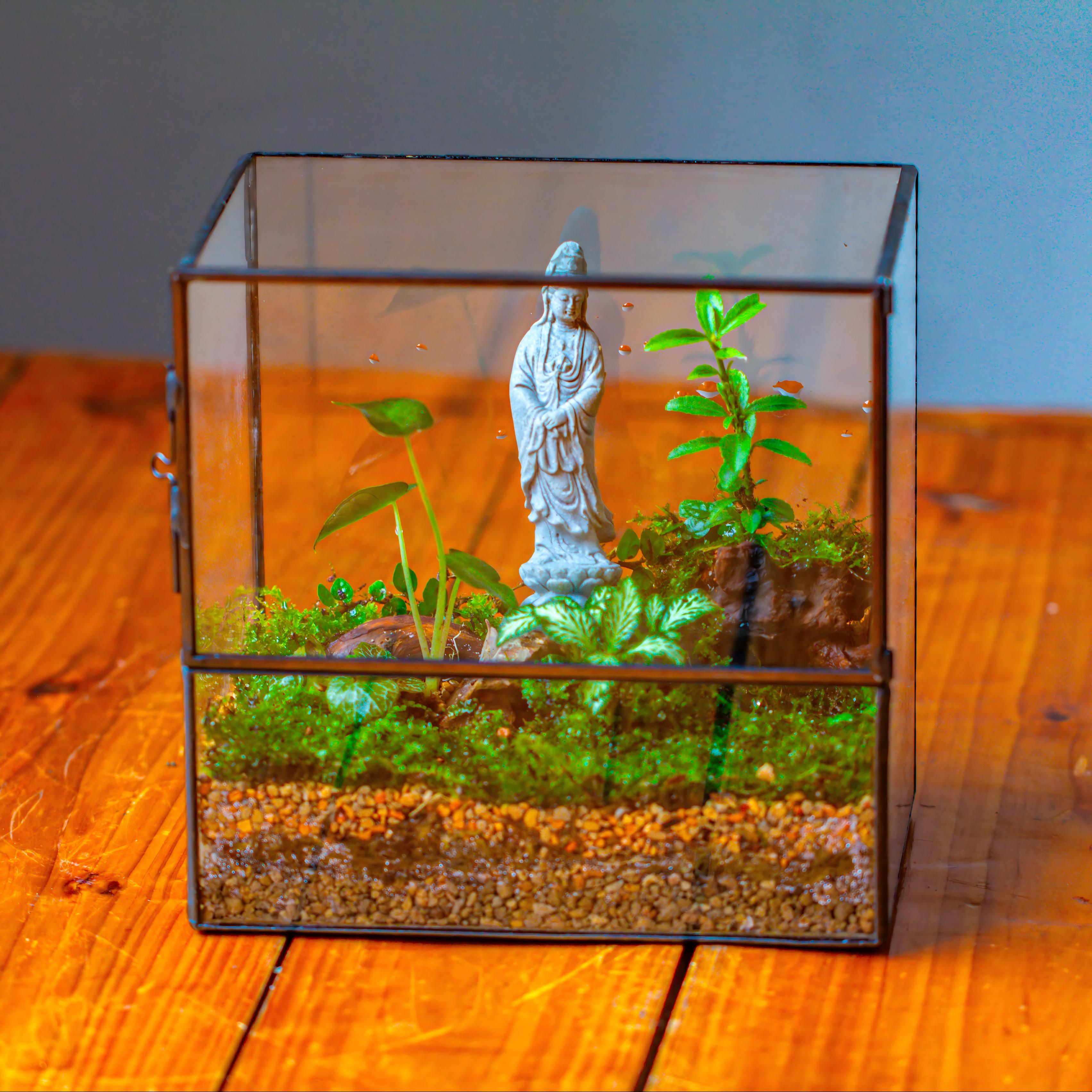 7x7 Inches  Glass Terrarium with Side Door, for moss - NCYPgarden