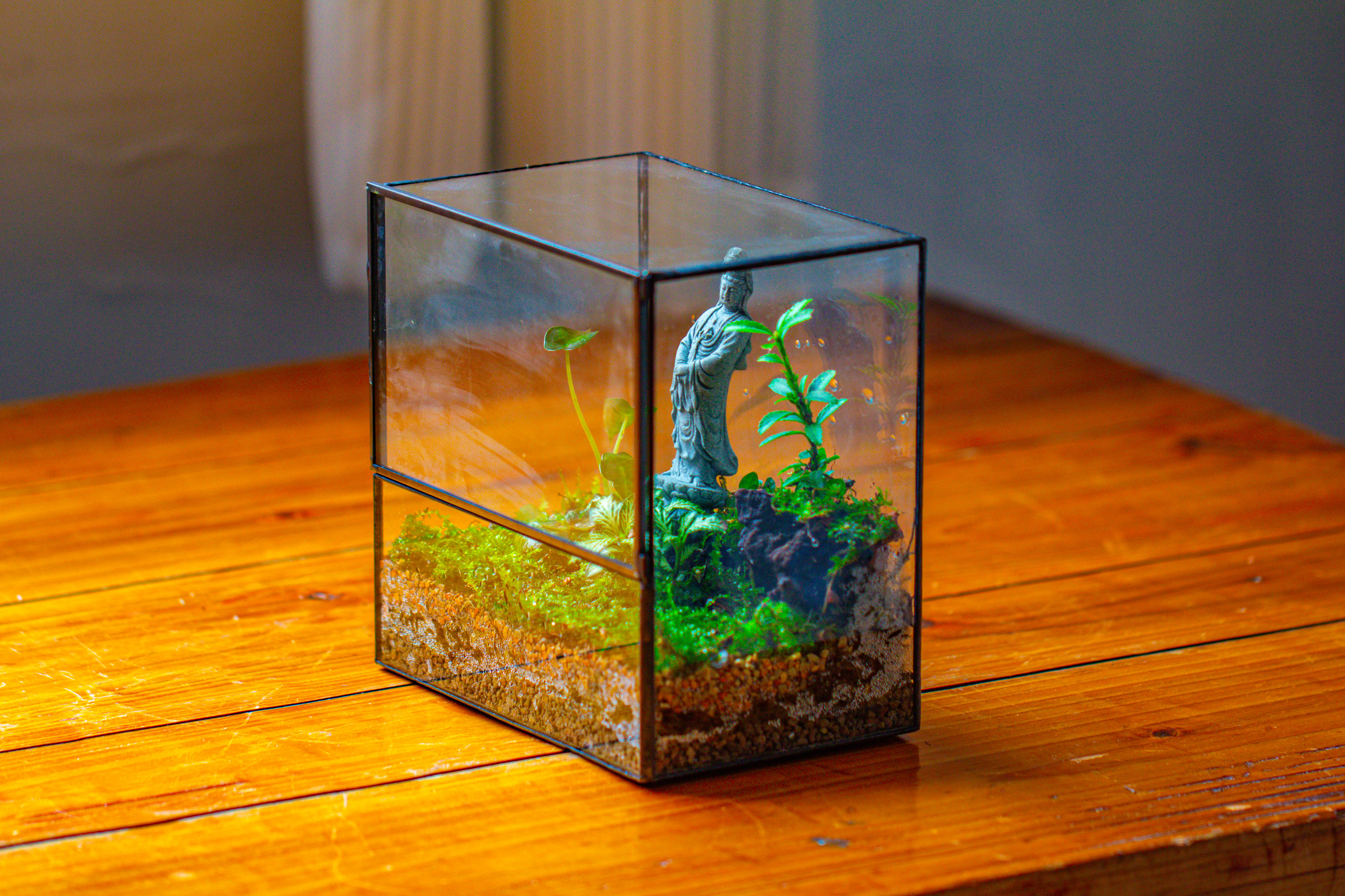 7x7 Inches  Glass Terrarium with Side Door, for moss - NCYPgarden