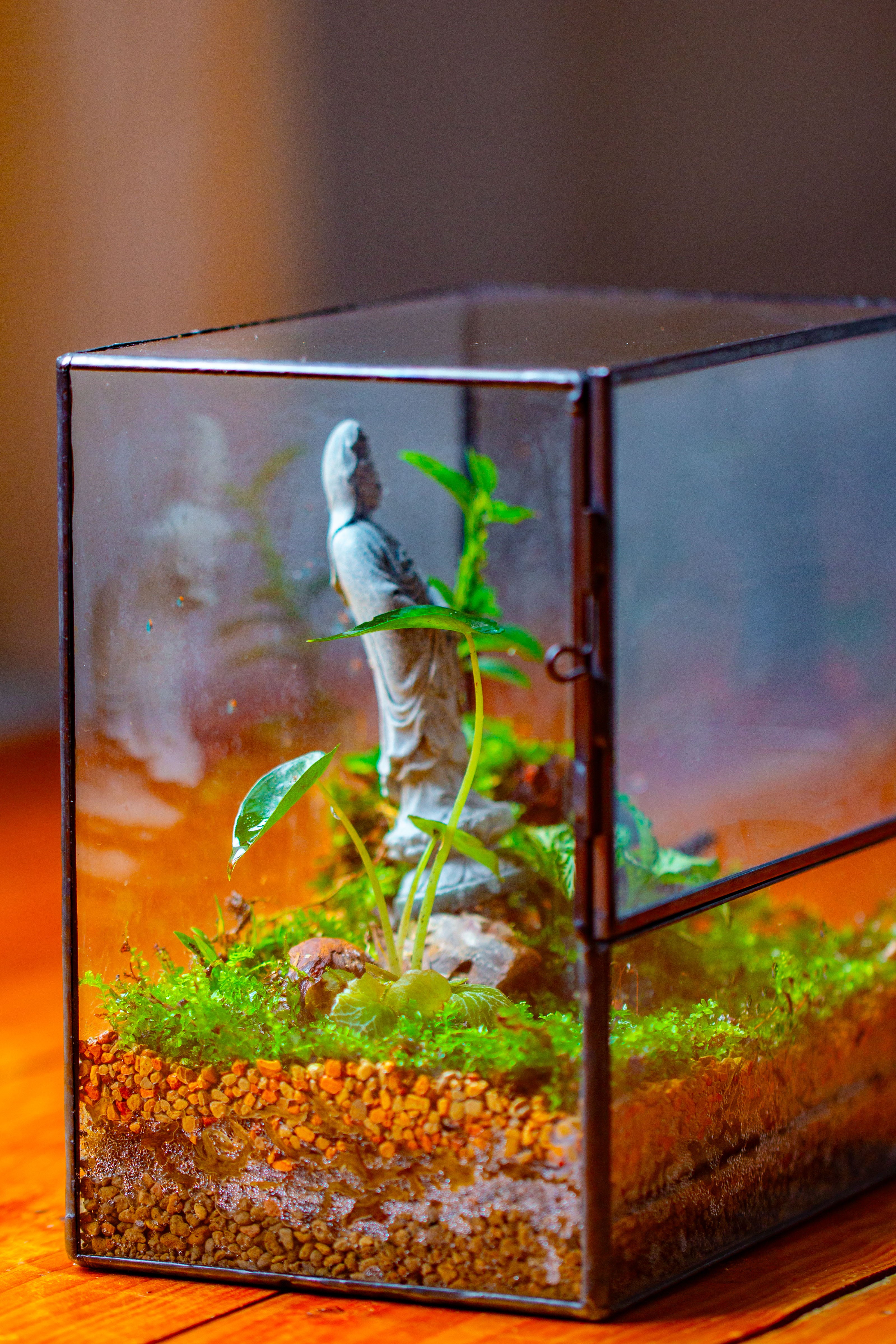 7x7 Inches  Glass Terrarium with Side Door, for moss - NCYPgarden