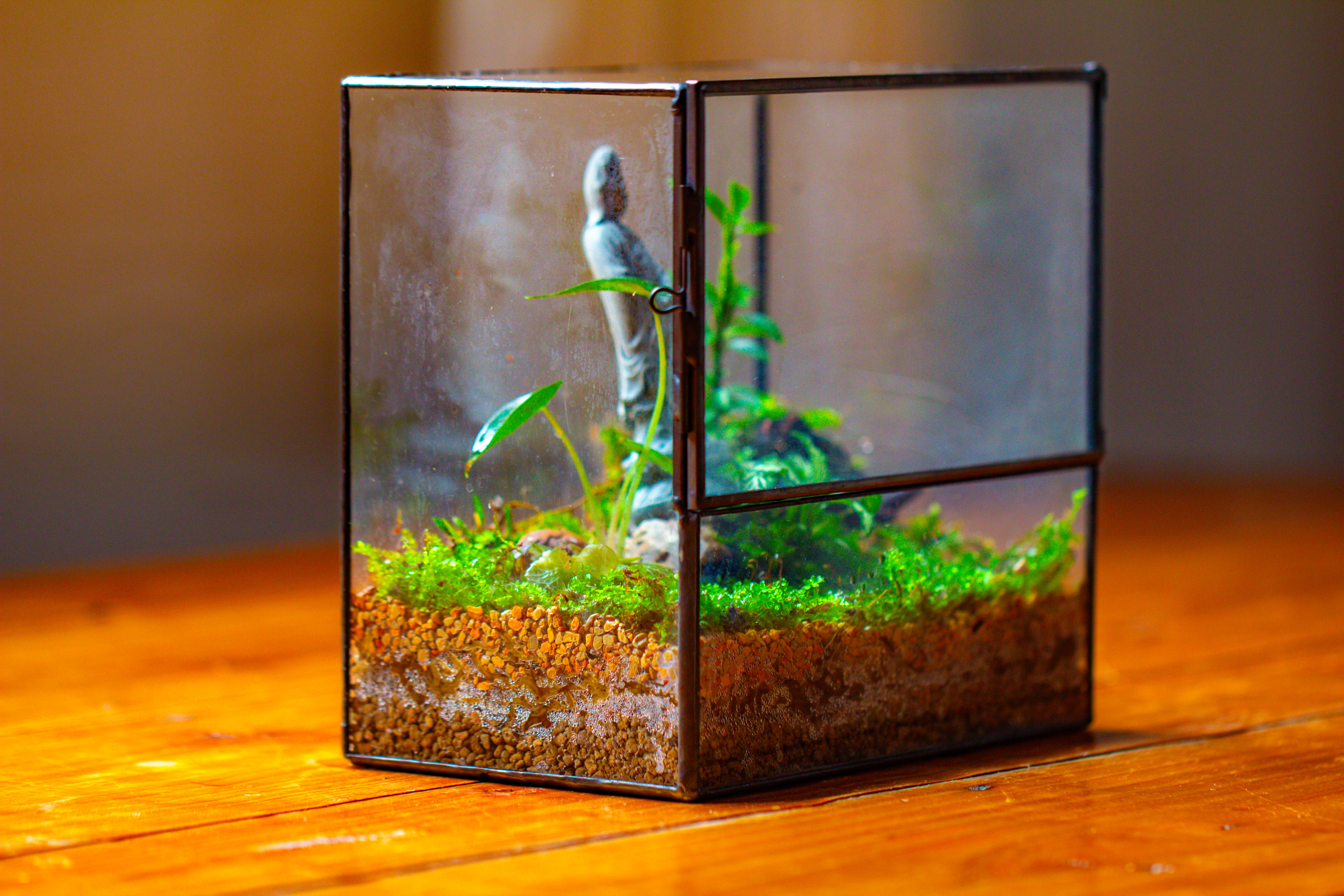7x7 Inches  Glass Terrarium with Side Door, for moss - NCYPgarden