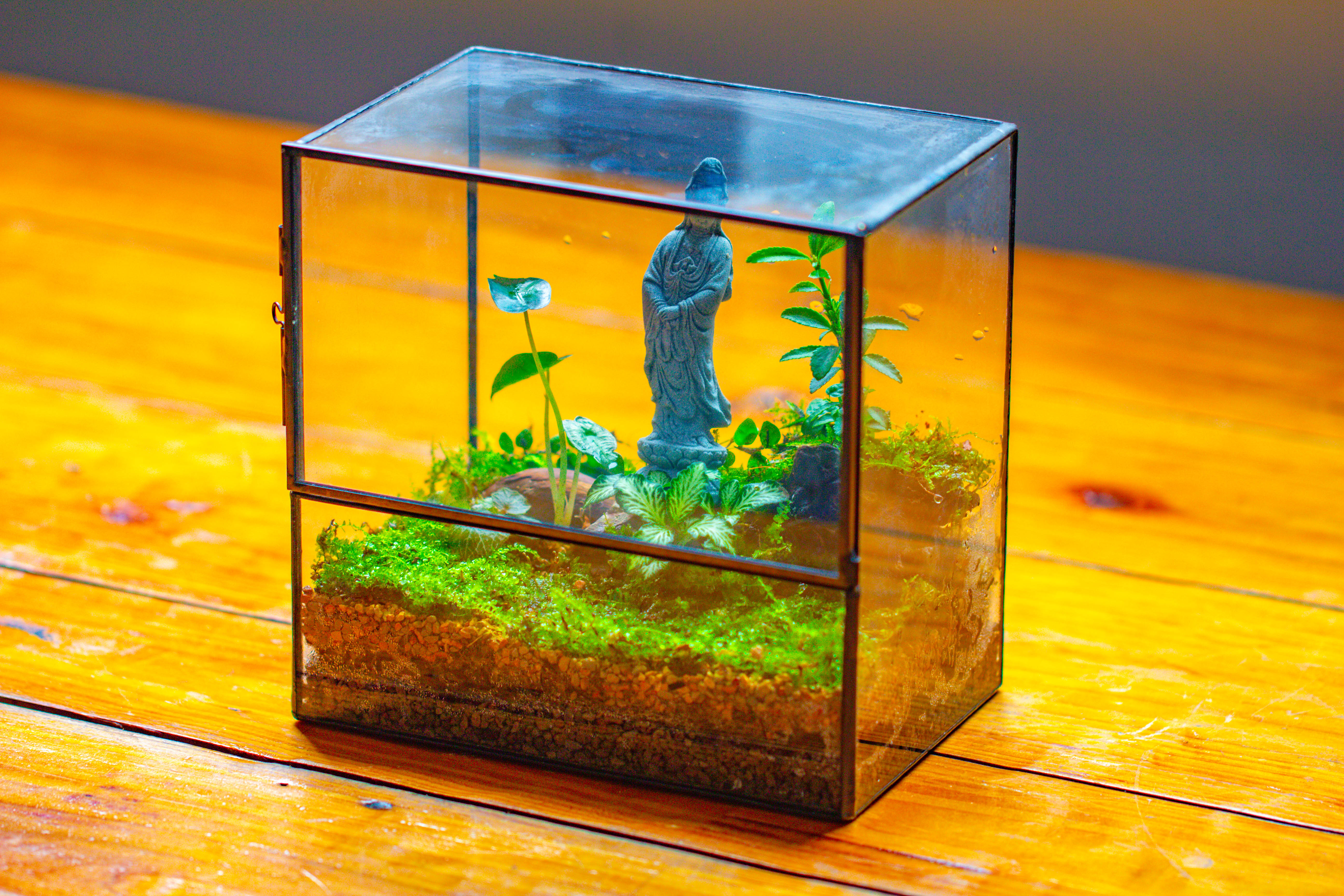 7x7 Inches  Glass Terrarium with Side Door, for moss - NCYPgarden