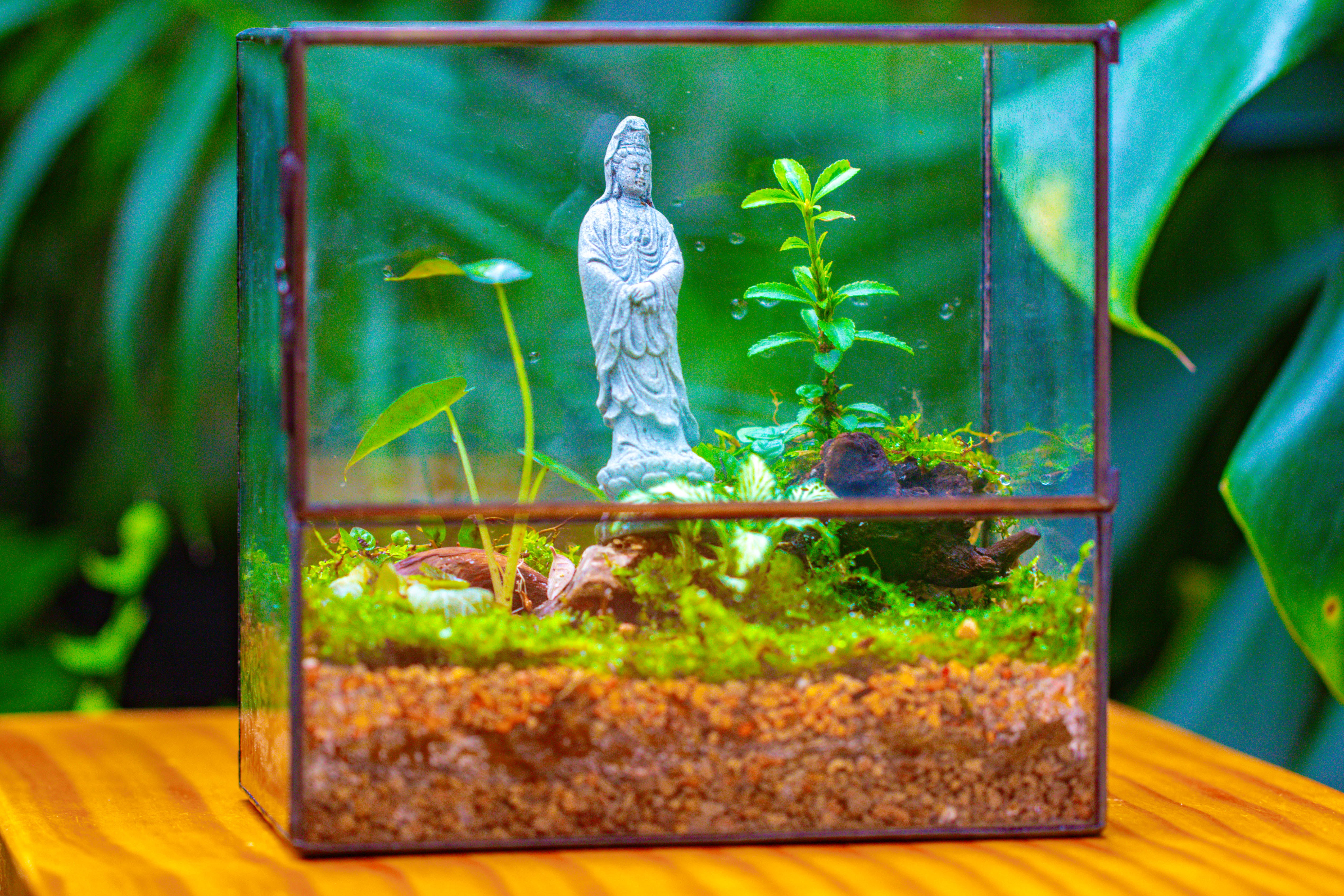 7x7 Inches  Glass Terrarium with Side Door, for moss - NCYPgarden
