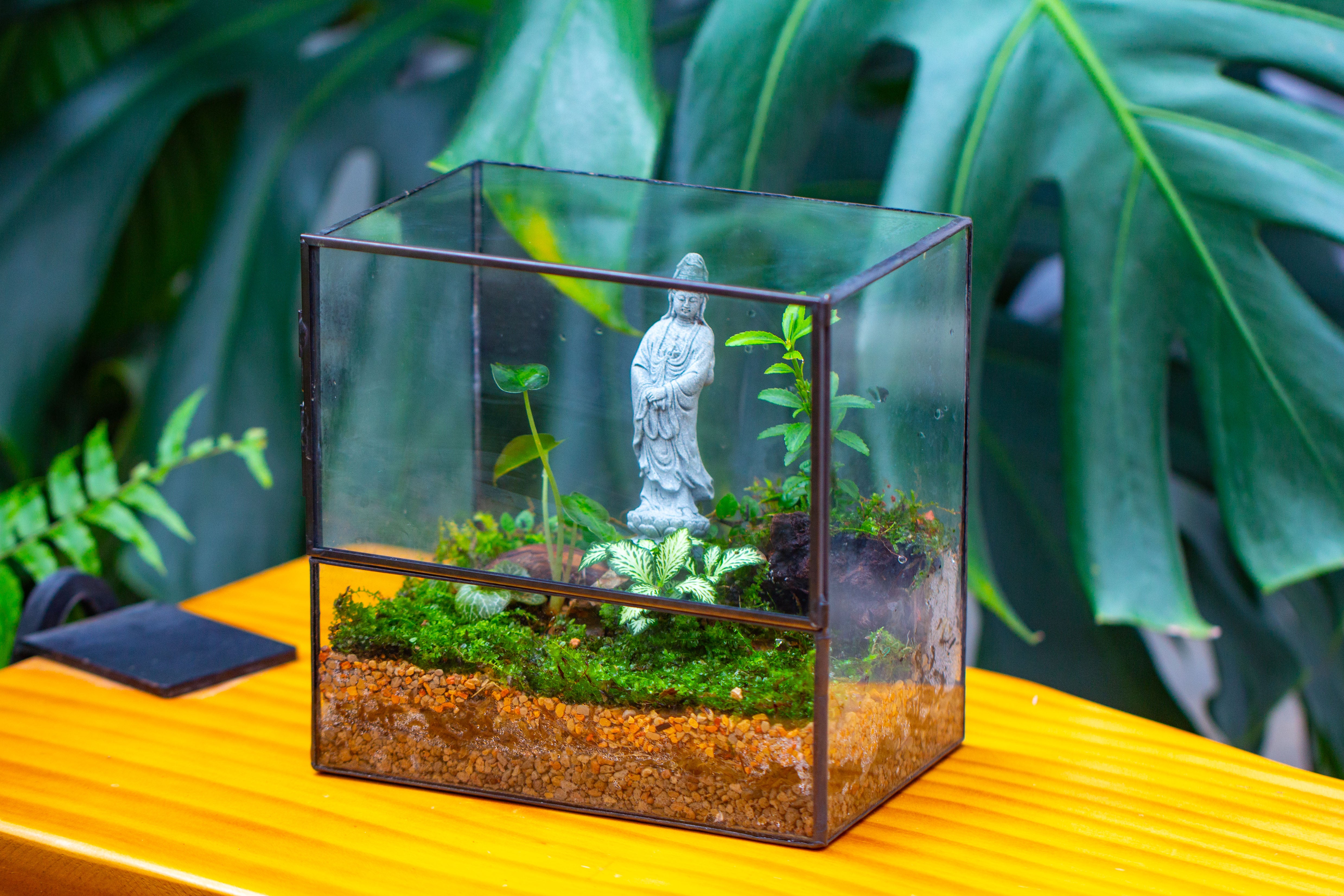 7x7 Inches  Glass Terrarium with Side Door, for moss - NCYPgarden