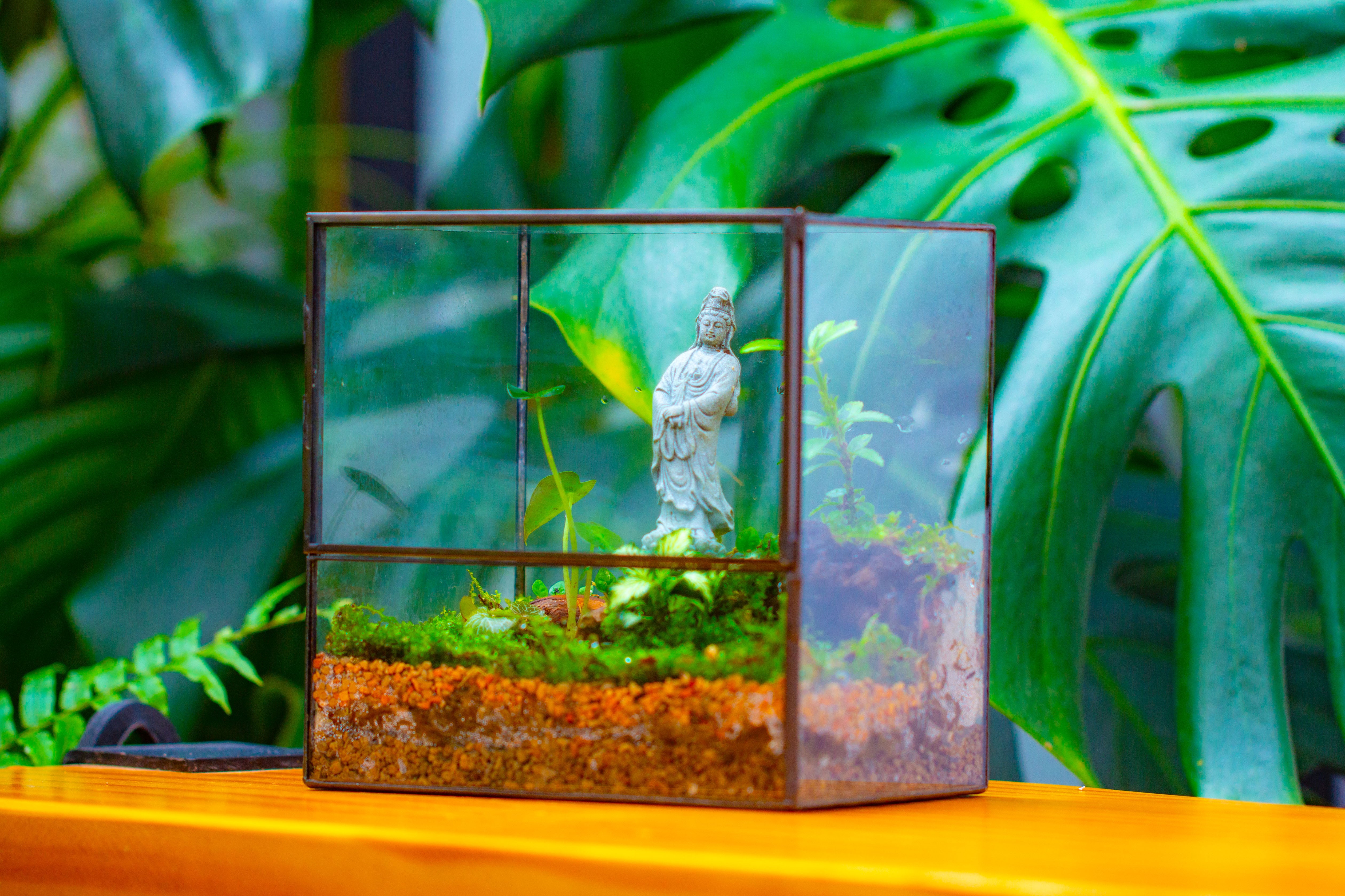 7x7 Inches  Glass Terrarium with Side Door, for moss - NCYPgarden