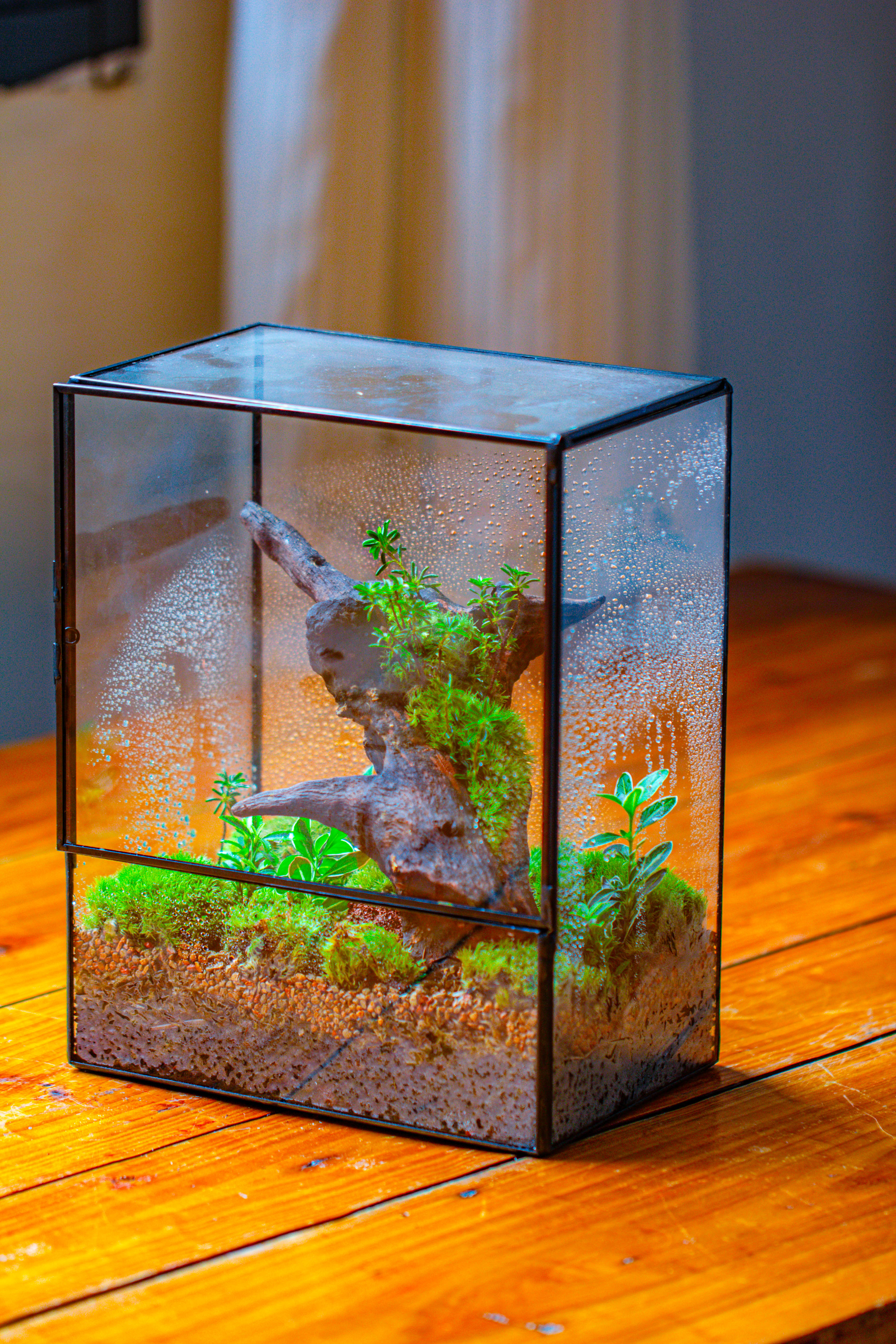 NCYP Close Geometric Glass Terrarium with Door, Tin Sealed  Rectangle Tall Moss wall Planter for Moss Wall, Fern, Landscape - NCYPgarden