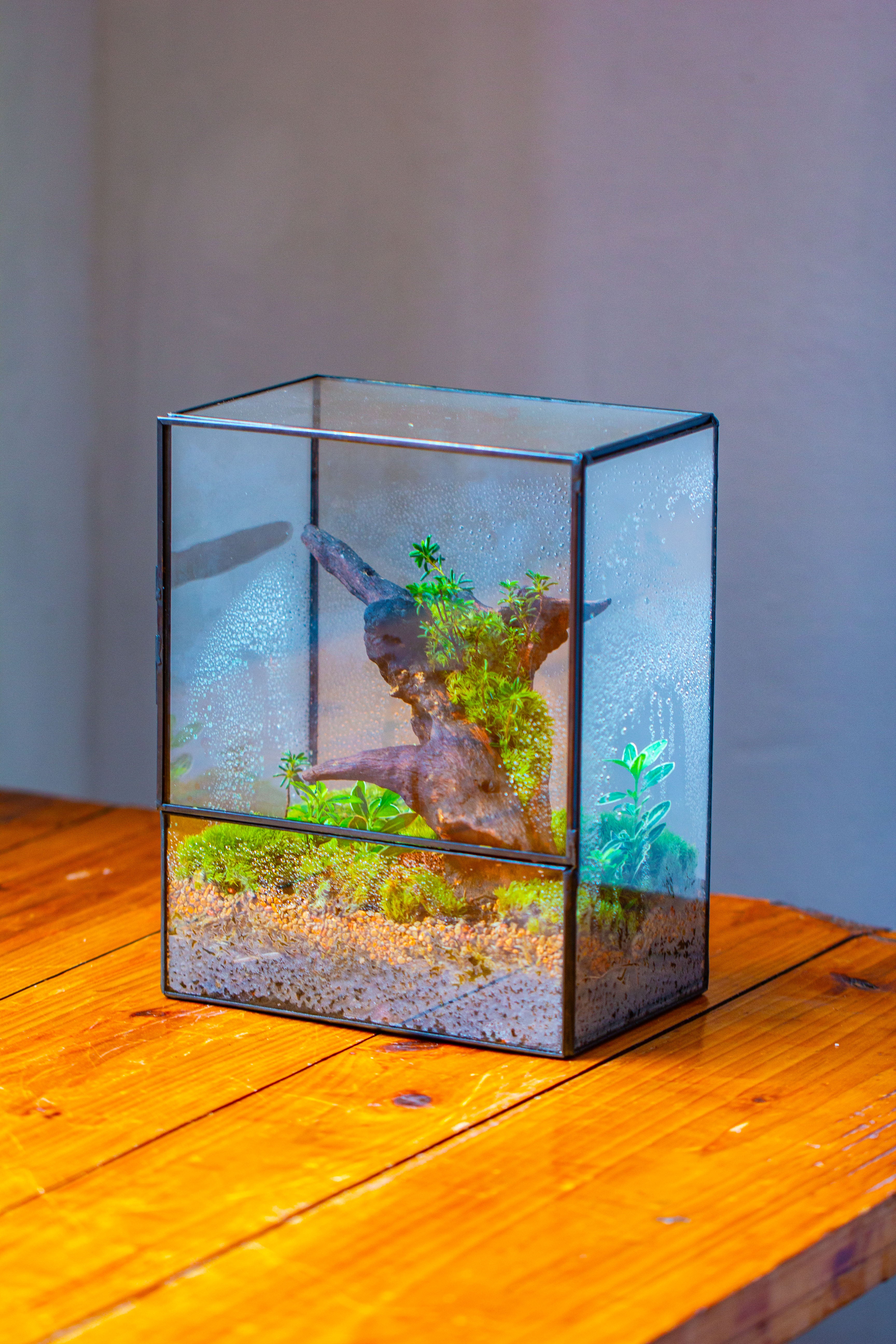 NCYP Close Geometric Glass Terrarium with Door, Tin Sealed  Rectangle Tall Moss wall Planter for Moss Wall, Fern, Landscape - NCYPgarden