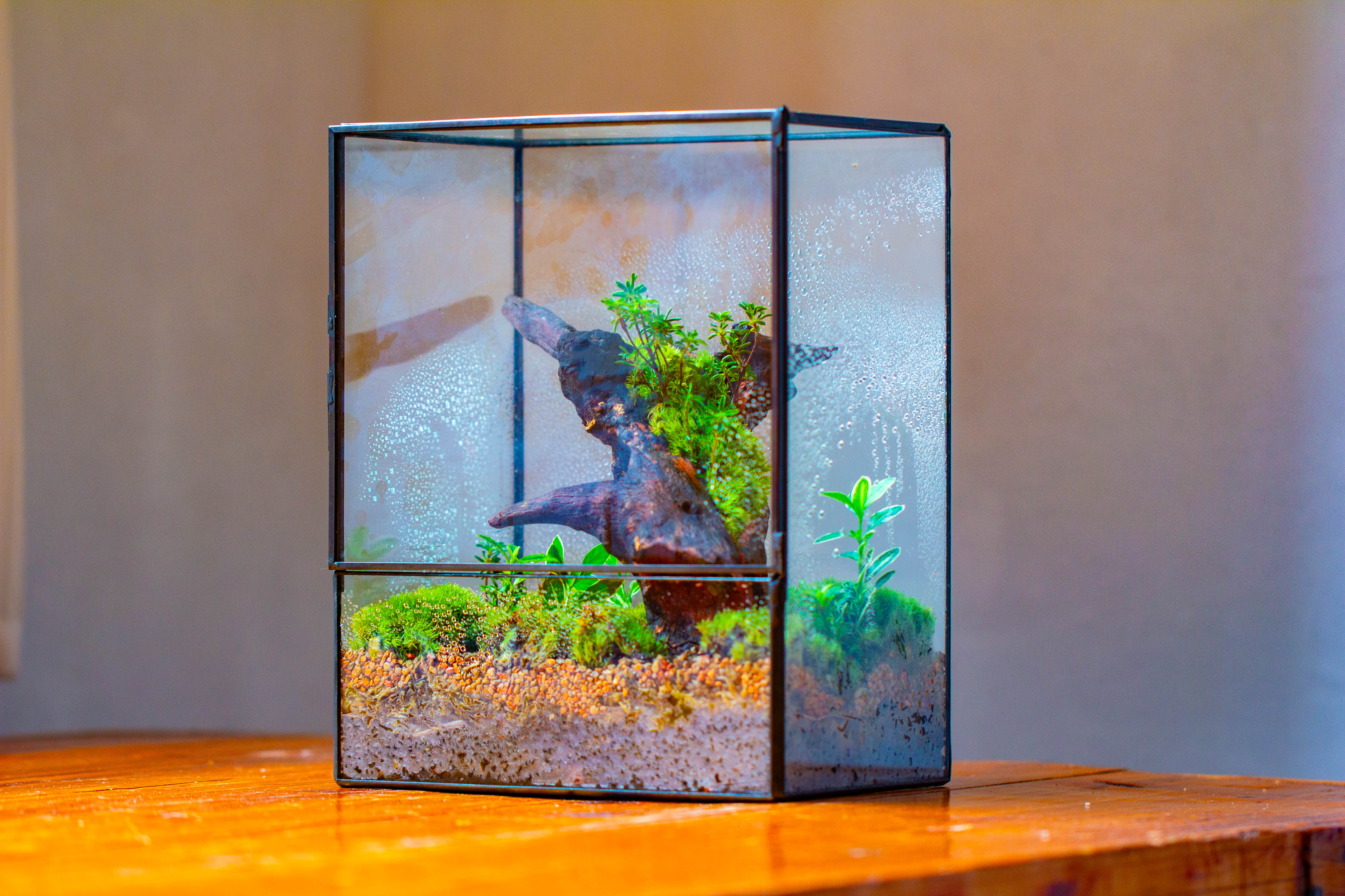 NCYP Close Geometric Glass Terrarium with Door, Tin Sealed  Rectangle Tall Moss wall Planter for Moss Wall, Fern, Landscape - NCYPgarden