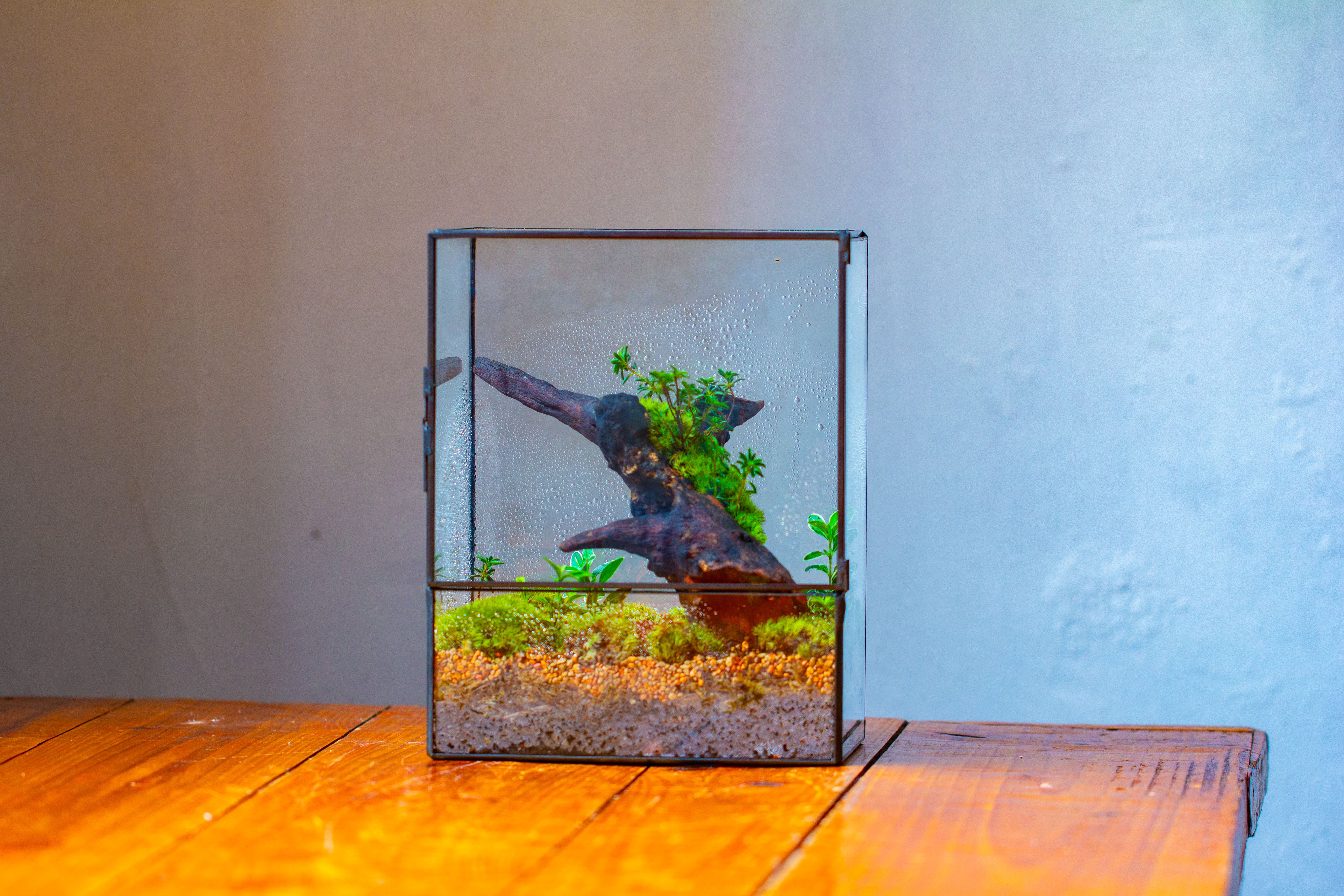 NCYP Close Geometric Glass Terrarium with Door, Tin Sealed  Rectangle Tall Moss wall Planter for Moss Wall, Fern, Landscape - NCYPgarden