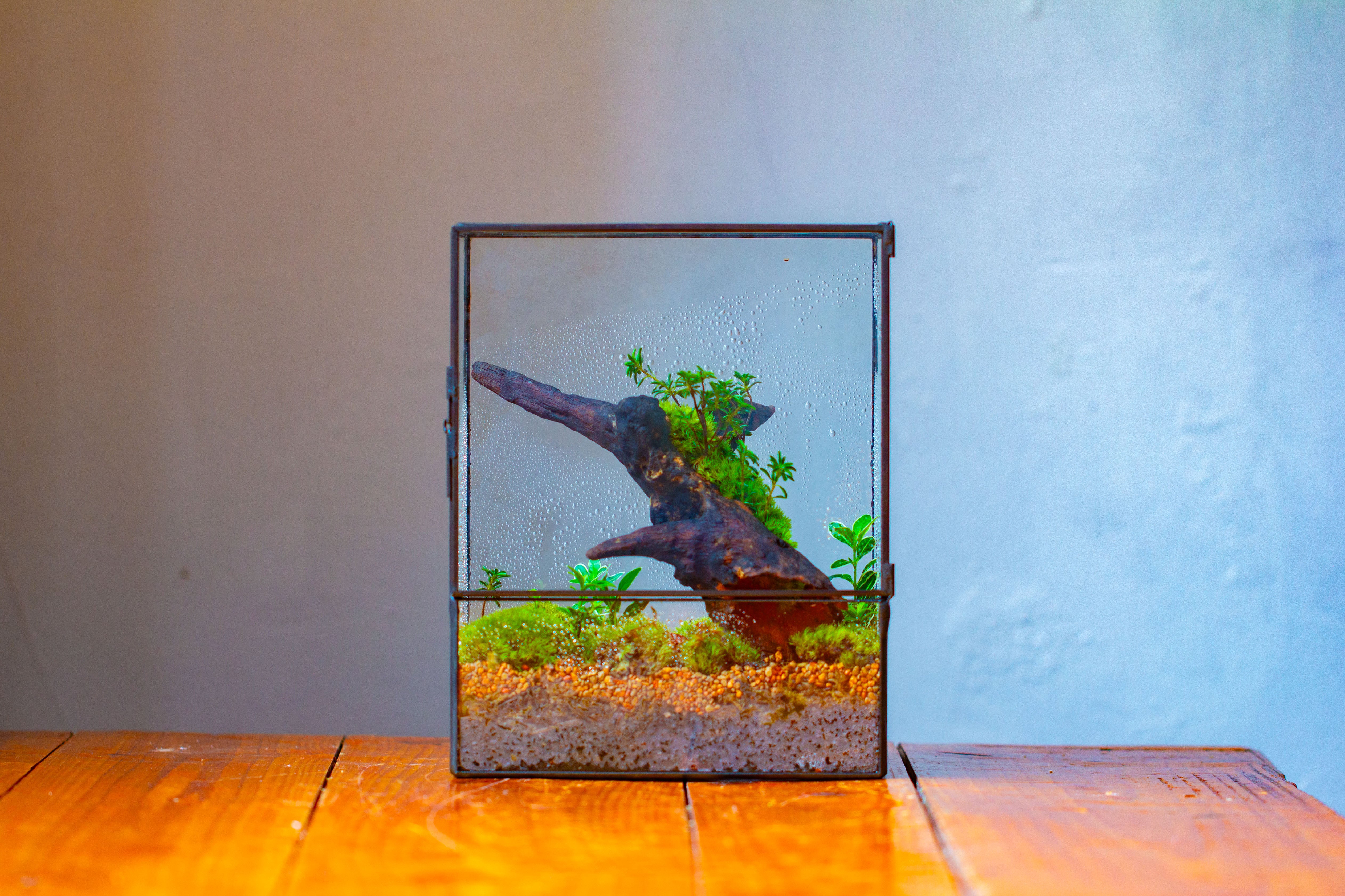 NCYP Close Geometric Glass Terrarium with Door, Tin Sealed  Rectangle Tall Moss wall Planter for Moss Wall, Fern, Landscape - NCYPgarden