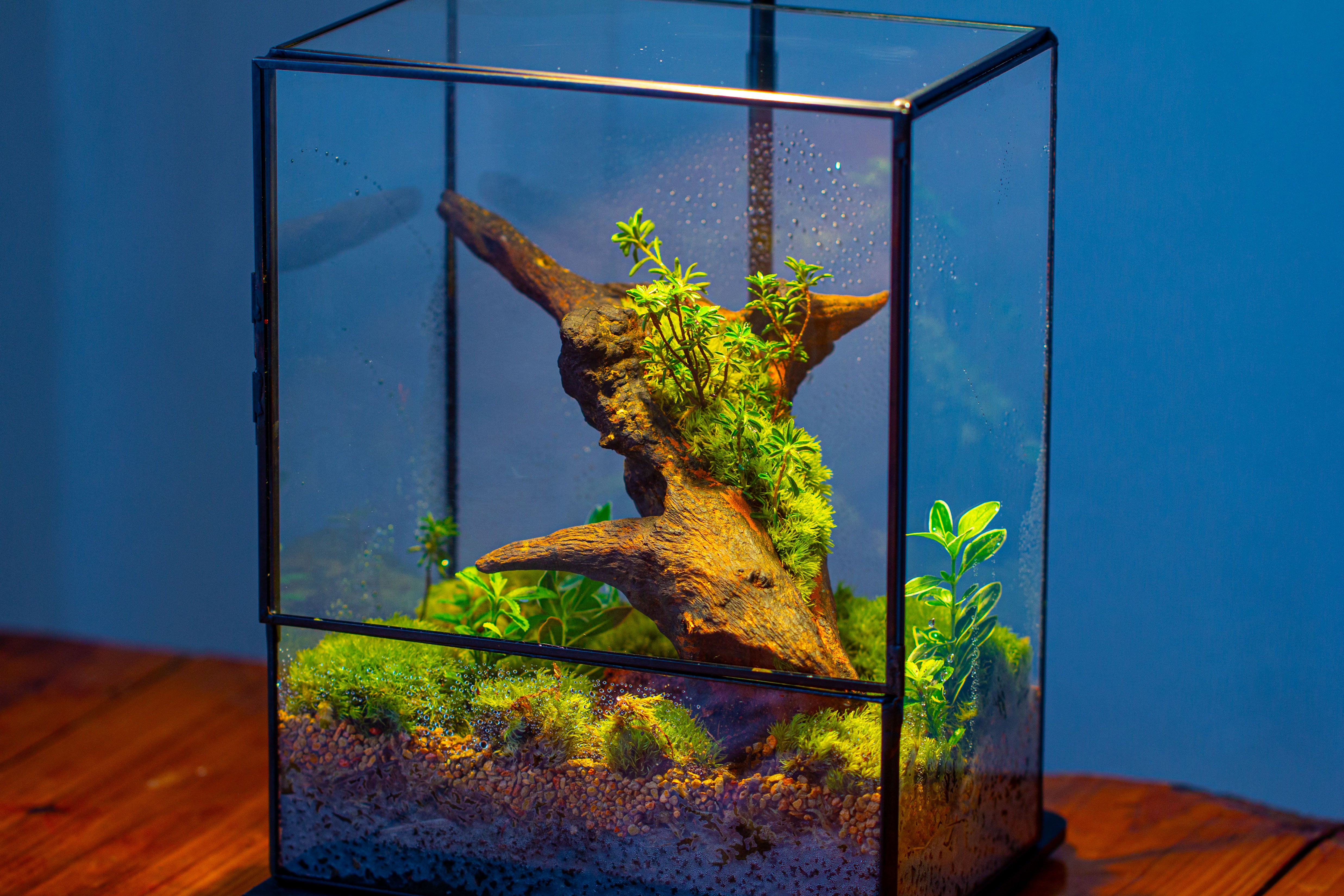 NCYP Close Geometric Glass Terrarium with Door, Tin Sealed  Rectangle Tall Moss wall Planter for Moss Wall, Fern, Landscape - NCYPgarden