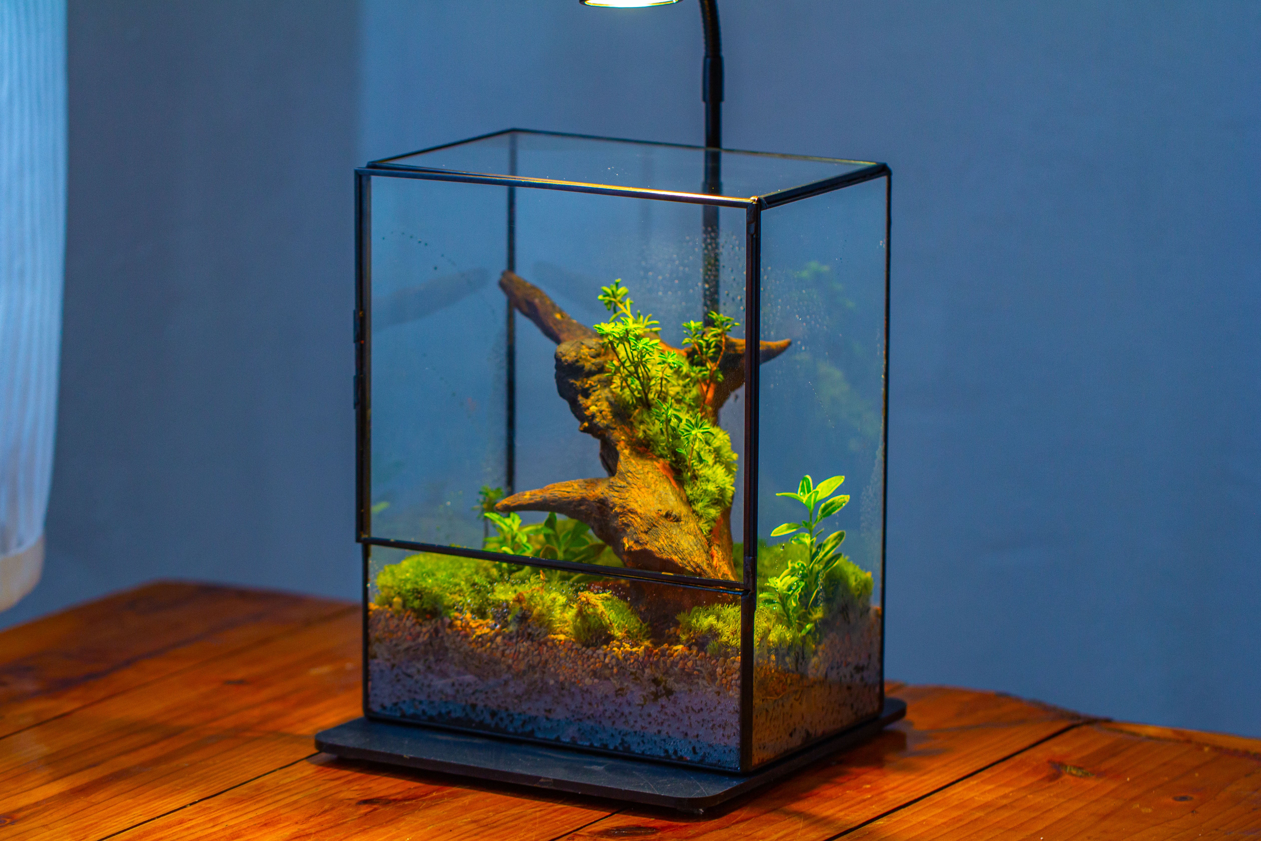 NCYP Close Geometric Glass Terrarium with Door, Tin Sealed  Rectangle Tall Moss wall Planter for Moss Wall, Fern, Landscape - NCYPgarden