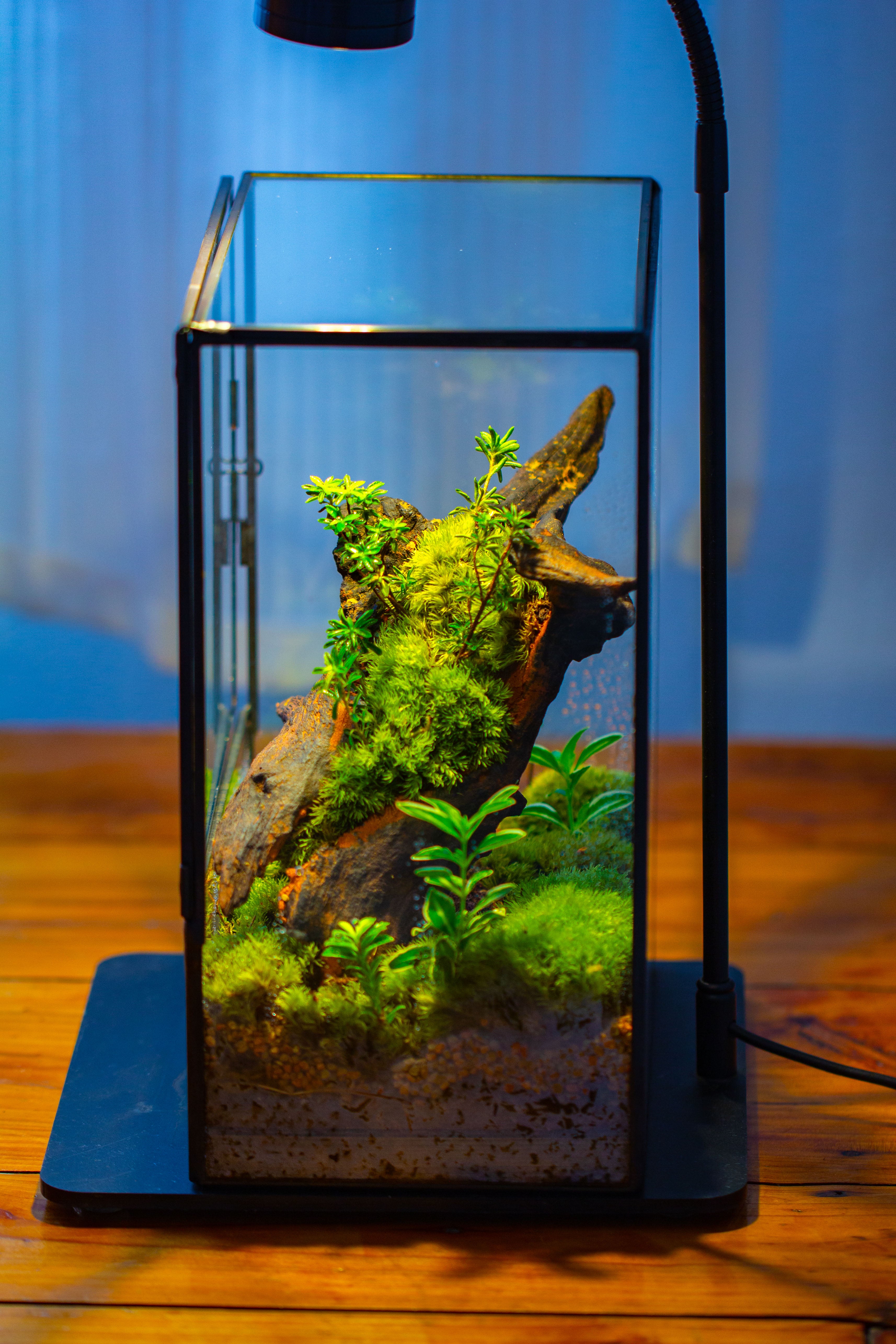 NCYP Close Geometric Glass Terrarium with Door, Tin Sealed  Rectangle Tall Moss wall Planter for Moss Wall, Fern, Landscape - NCYPgarden