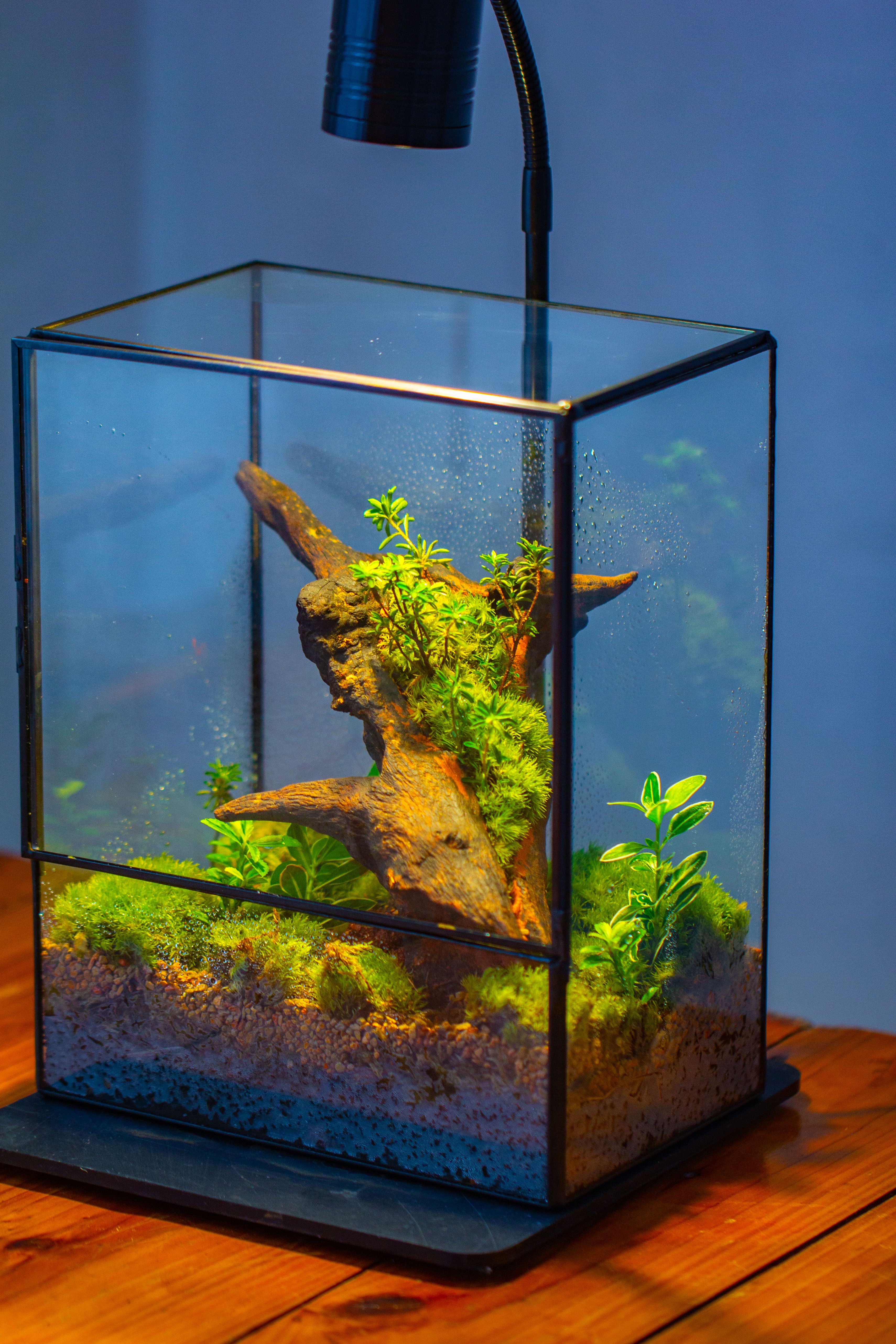 NCYP Close Geometric Glass Terrarium with Door, Tin Sealed  Rectangle Tall Moss wall Planter for Moss Wall, Fern, Landscape - NCYPgarden