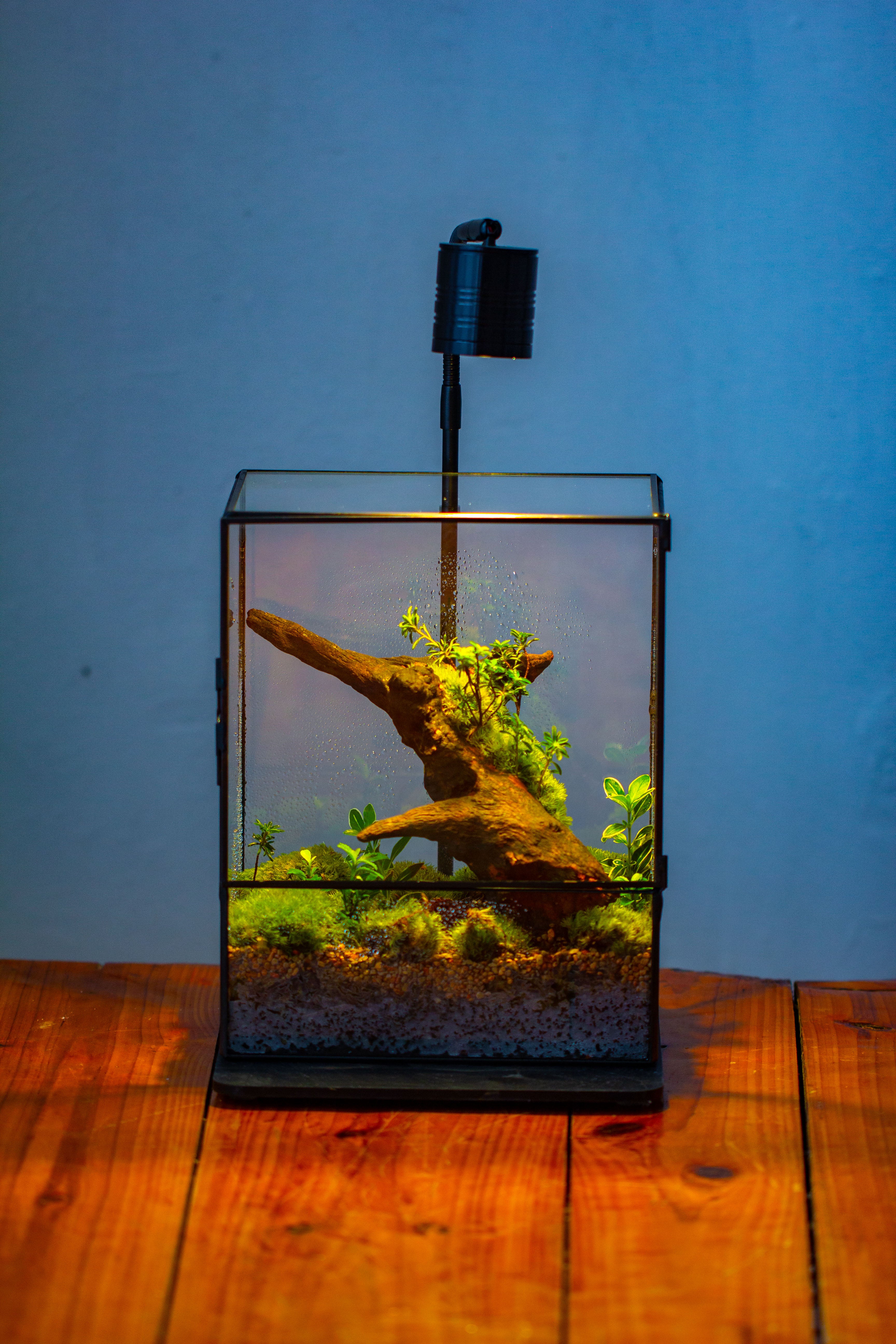 NCYP Close Geometric Glass Terrarium with Door, Tin Sealed  Rectangle Tall Moss wall Planter for Moss Wall, Fern, Landscape - NCYPgarden