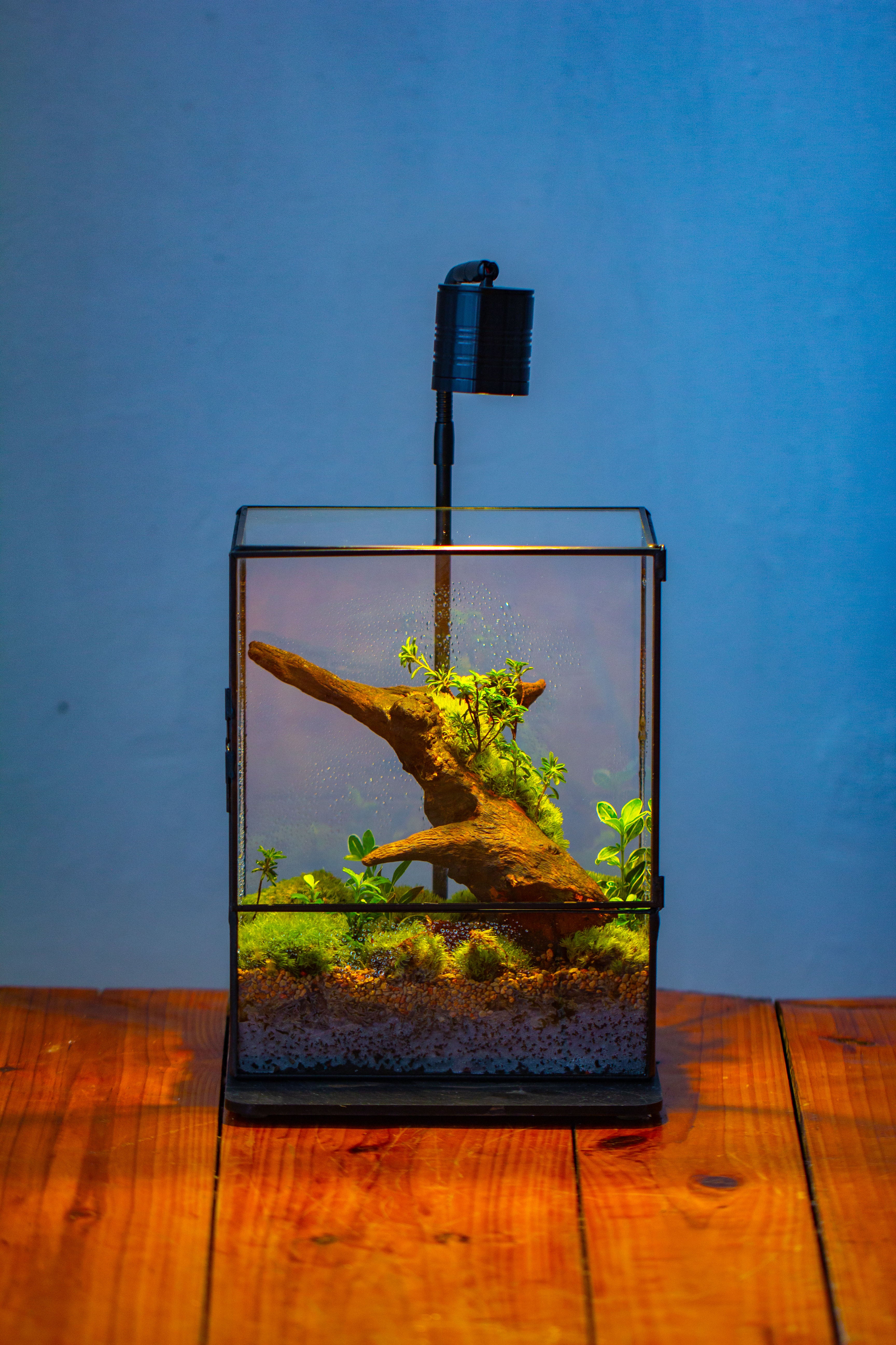 NCYP Close Geometric Glass Terrarium with Door, Tin Sealed  Rectangle Tall Moss wall Planter for Moss Wall, Fern, Landscape - NCYPgarden