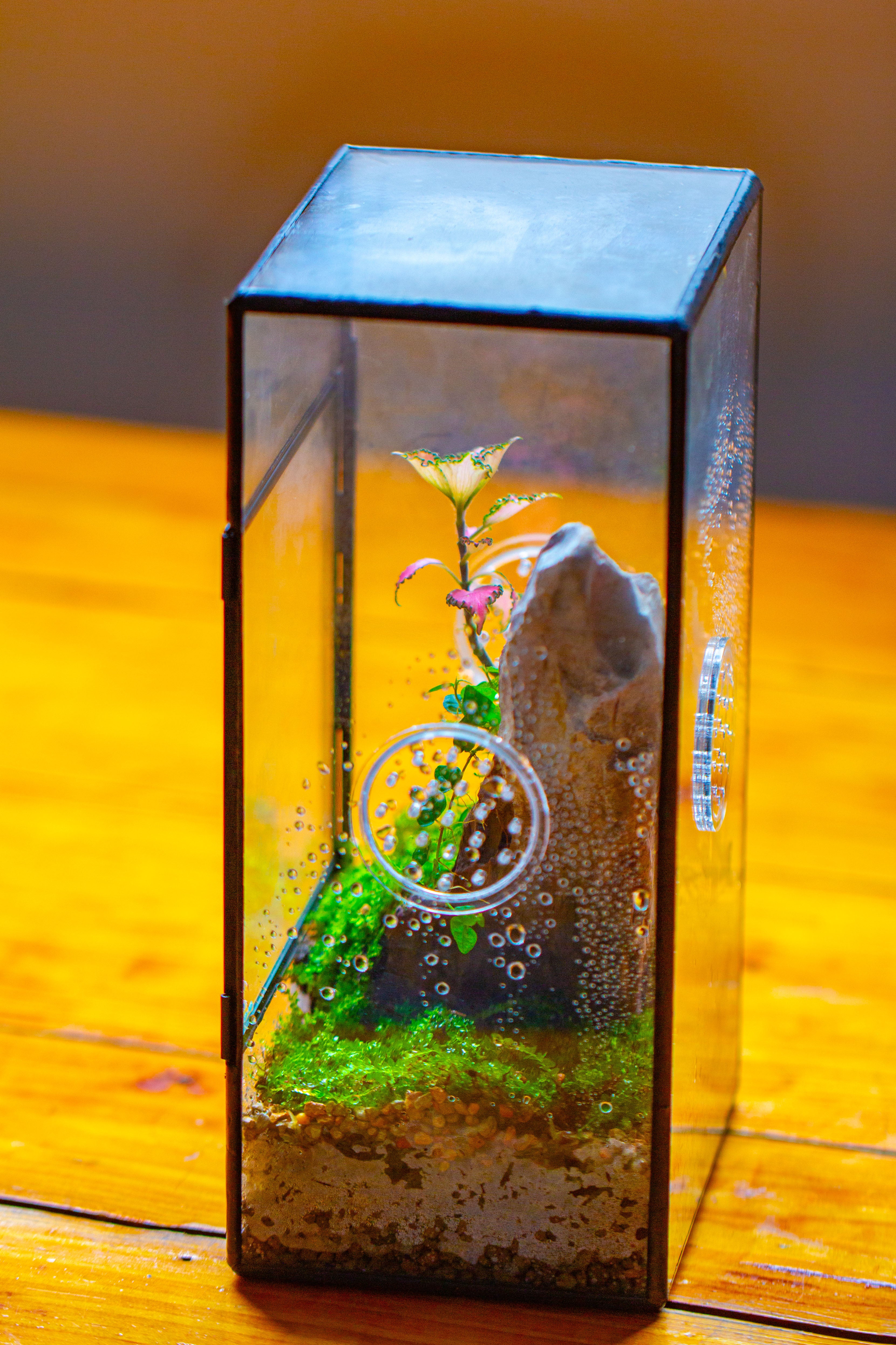 NCYP Rectangle Tin and Glass Geometric Terrarium,  with side door,  with Mesh  / vent holes for small Insects Pet - NCYPgarden