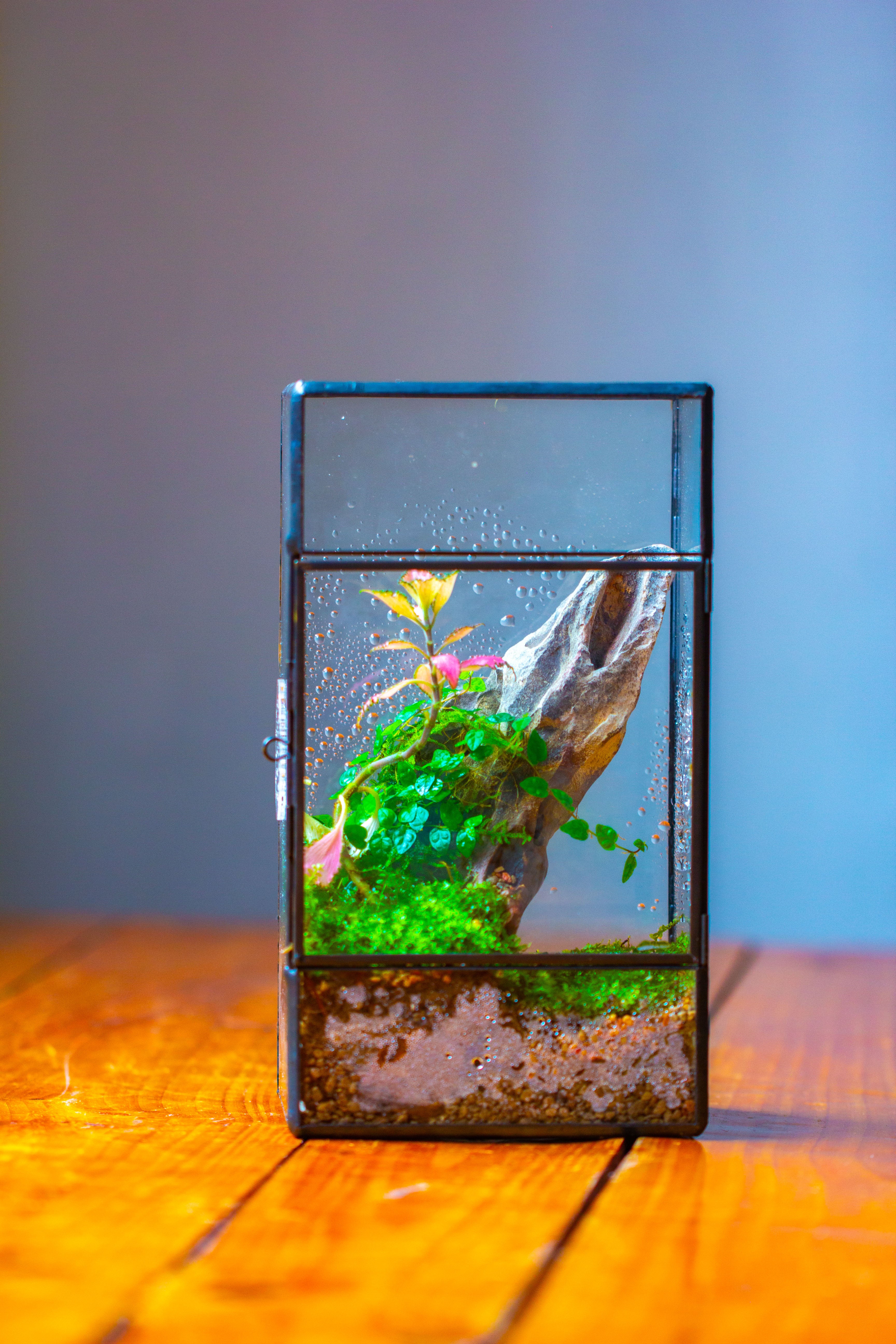 NCYP Rectangle Tin and Glass Geometric Terrarium,  with side door,  with Mesh  / vent holes for small Insects Pet - NCYPgarden