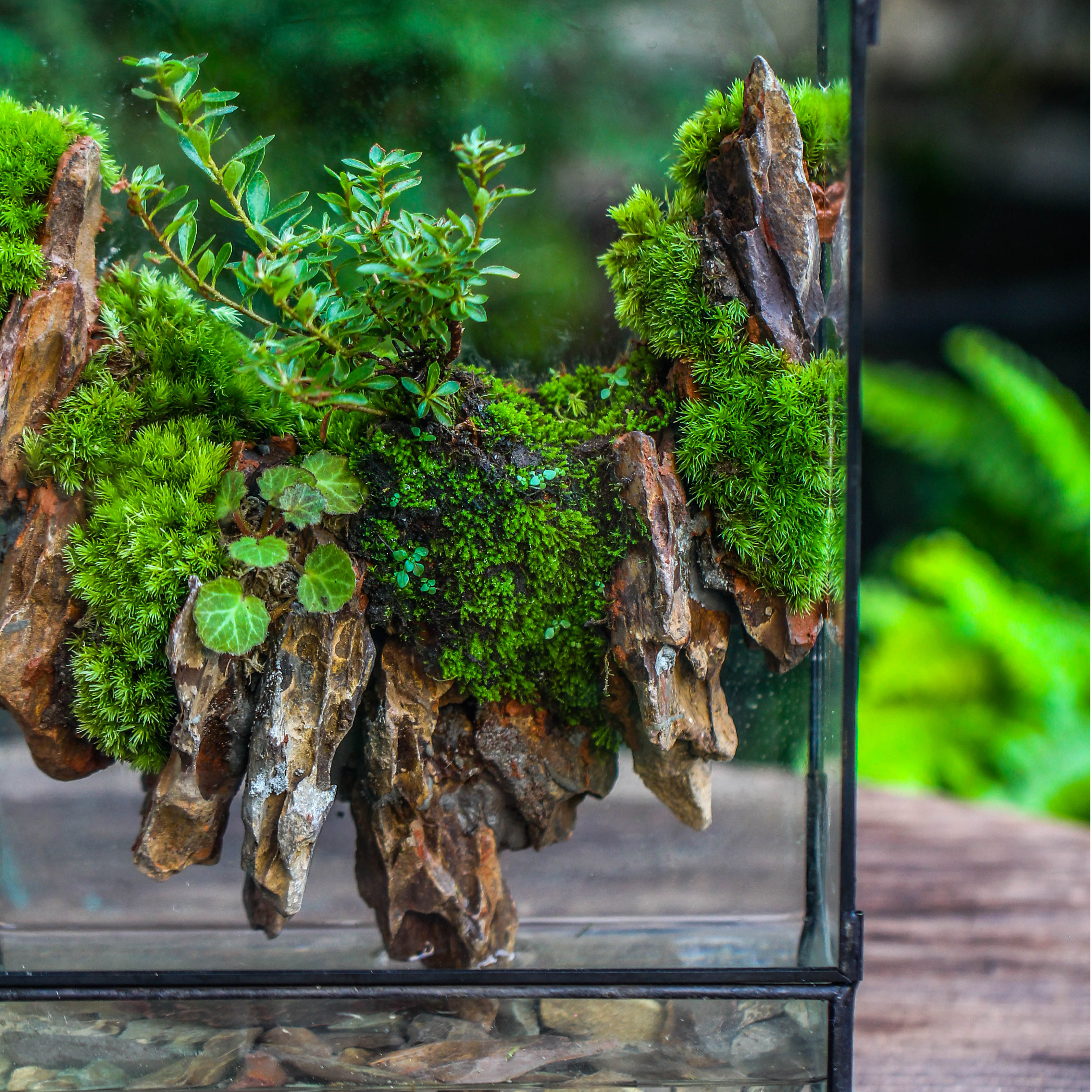 5-12cm Natural Ohko Dragon Stone Rock for Terrarium, Aquarium Bonsai Landscape, 500g - NCYPgarden